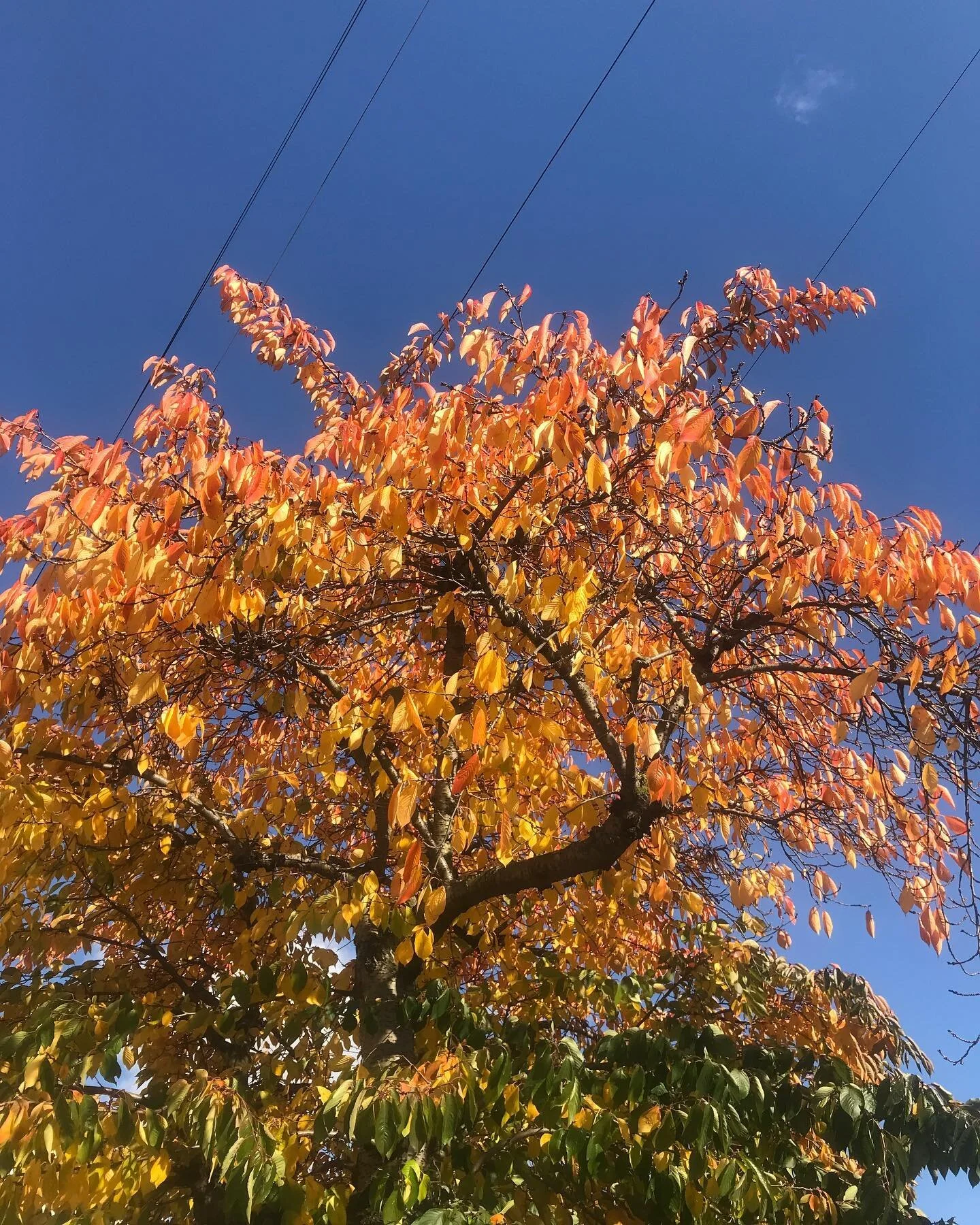 🍁