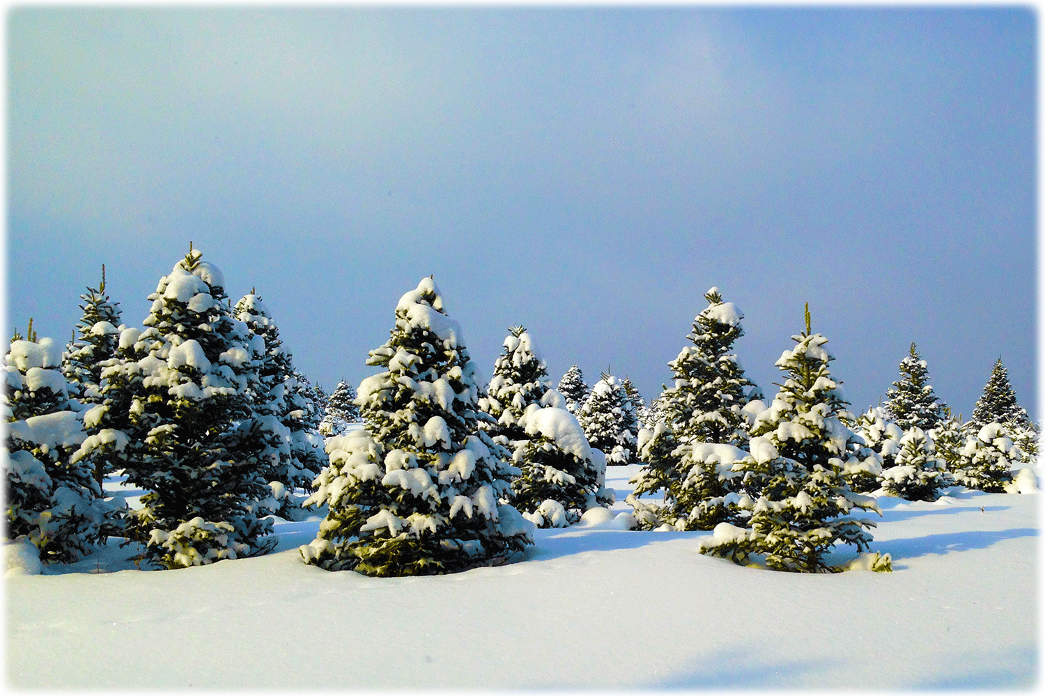 Snow-Christmas-Trees copy.png