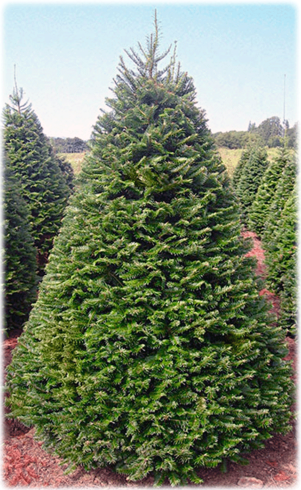 grand fir