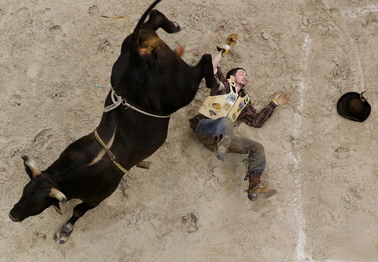  Rooster McKeeman falls from Wing Nut during the second night of the PBR bull riding competition at Germain Arena in Estero, Florida. 