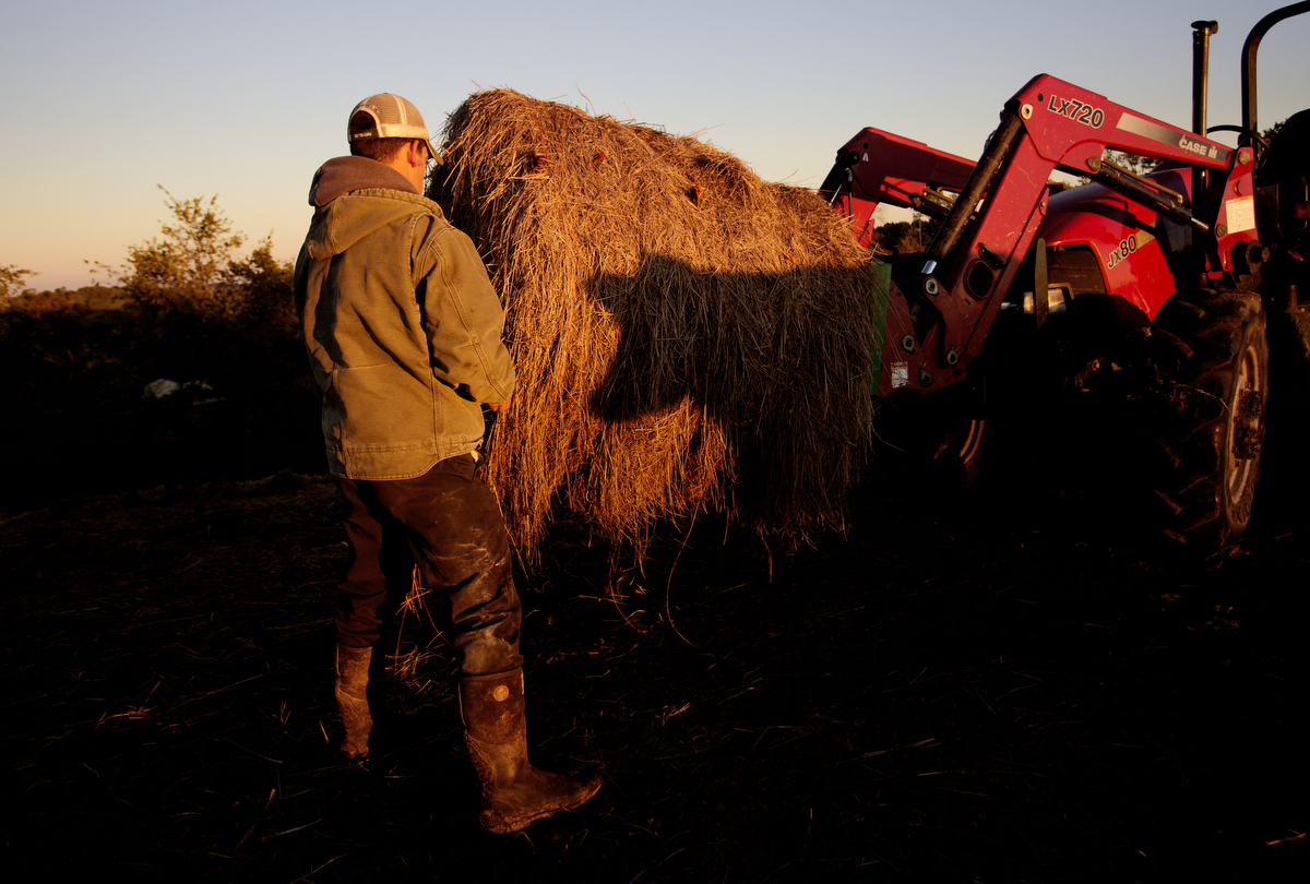  Cows eagerly wait for Reitano to deliver their morning meal of hay. 