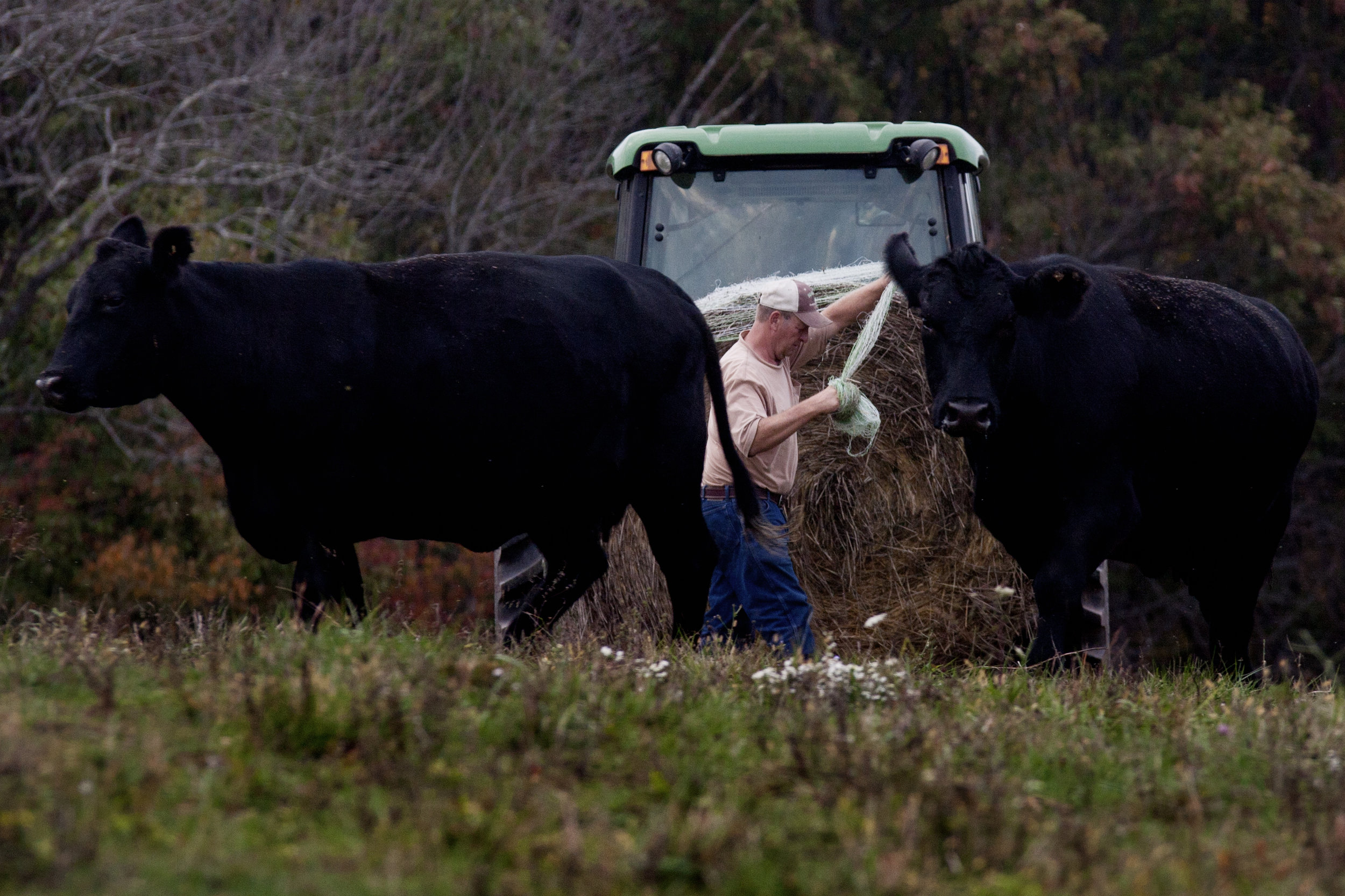  Southall delivers hay to feed his Black Angus beef cattle in one of his several pastures. 