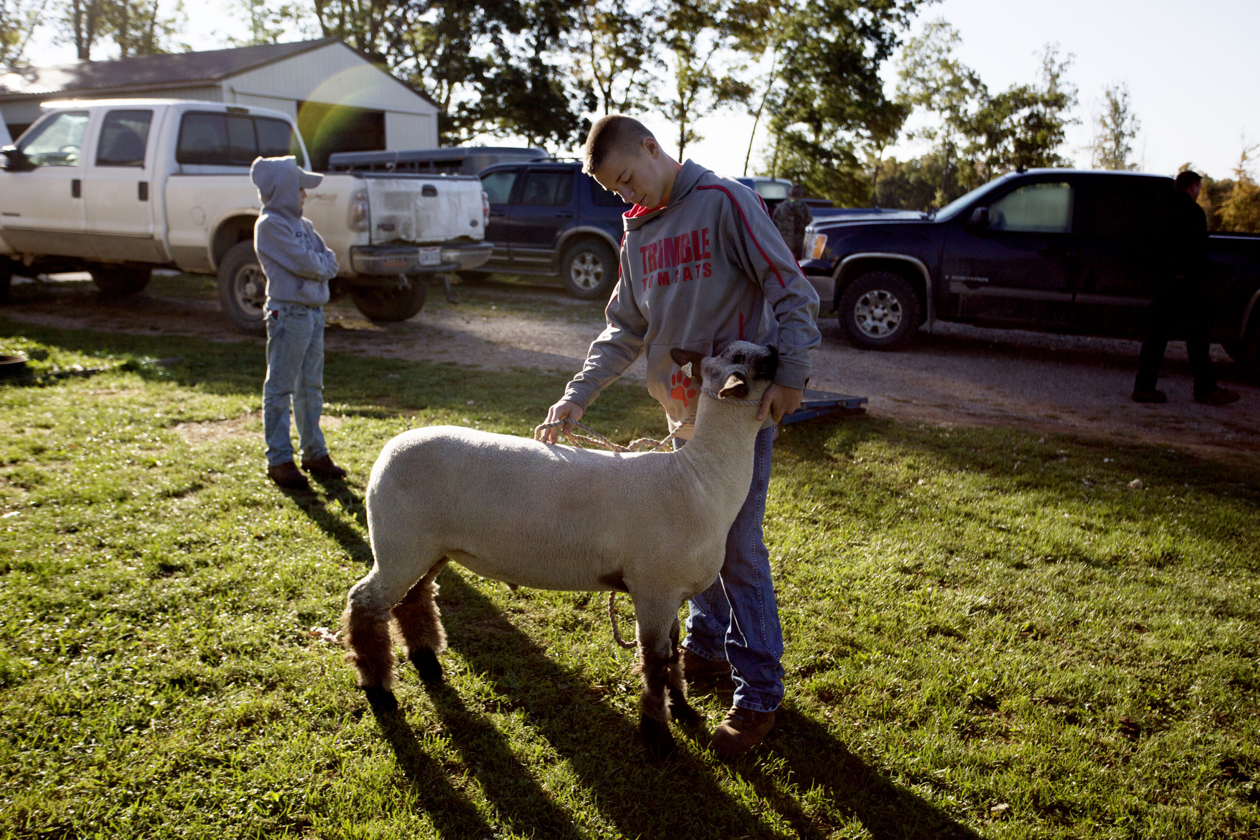  Weber and his show lamb, Captain, before grooming it at his farmyard.&nbsp; 