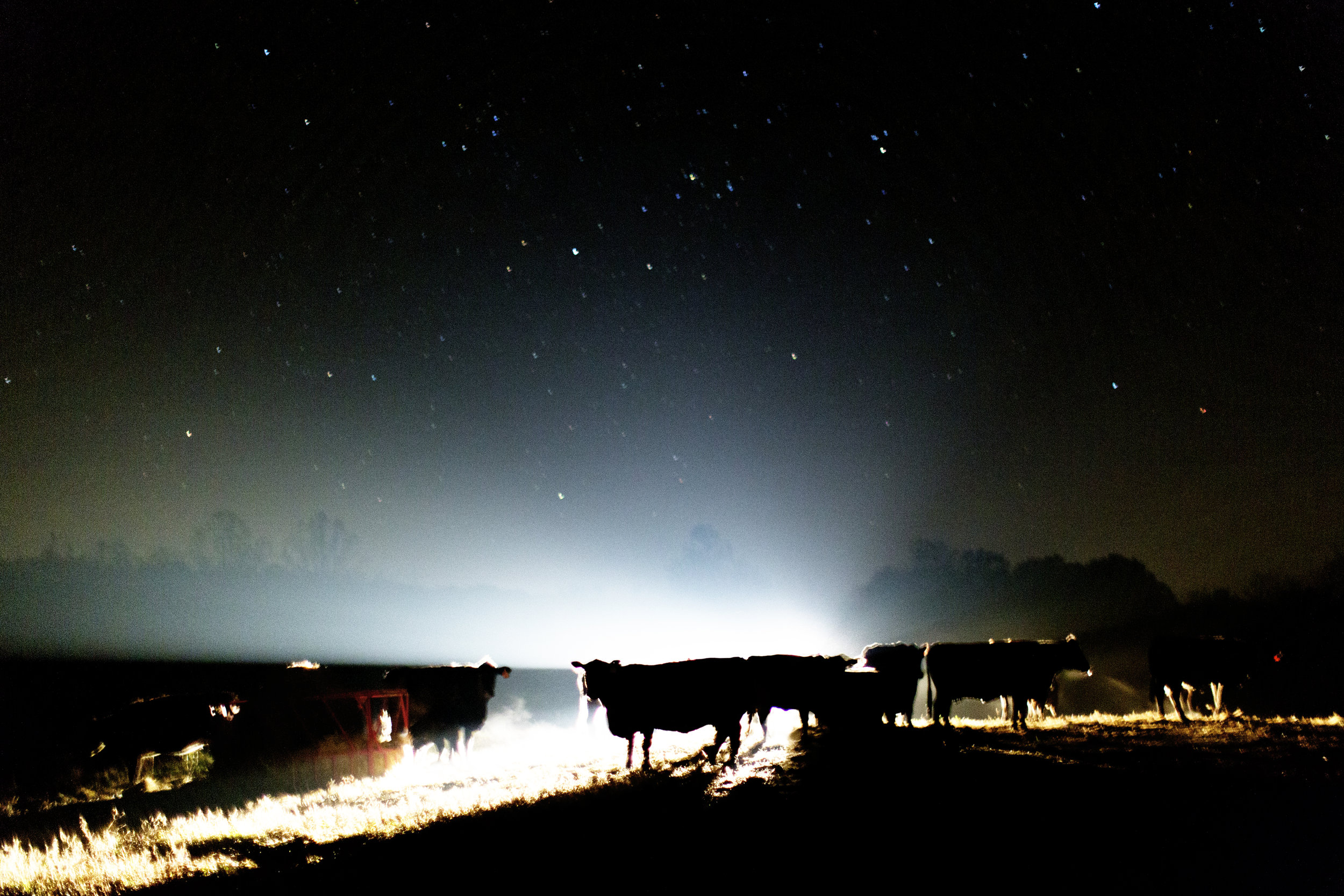  The eerie light from Reitano's spotlight silhouettes the cows in their pasture. 