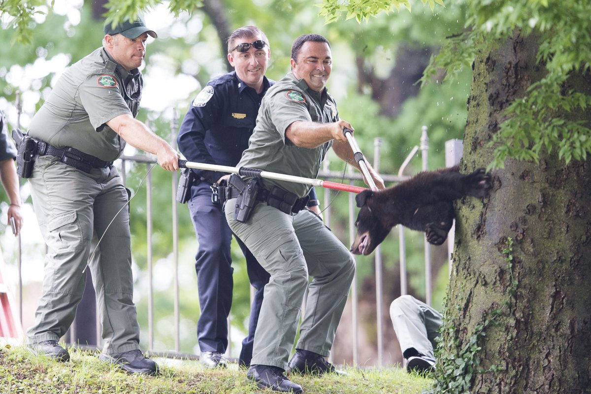  TWRA Sergeant Roy Smith, right, Knoxville Police officer Michael Cooper, and Clint Smith pull a small yearling black bear with catch pole from a tree after it was tranquilized at Morningside Park in Knoxville. The 100-pound yearling black bear was m