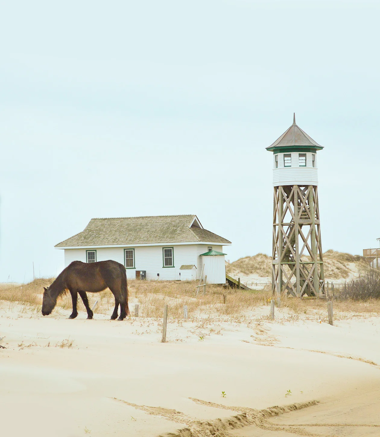 Wild Horses and New Year's Kisses