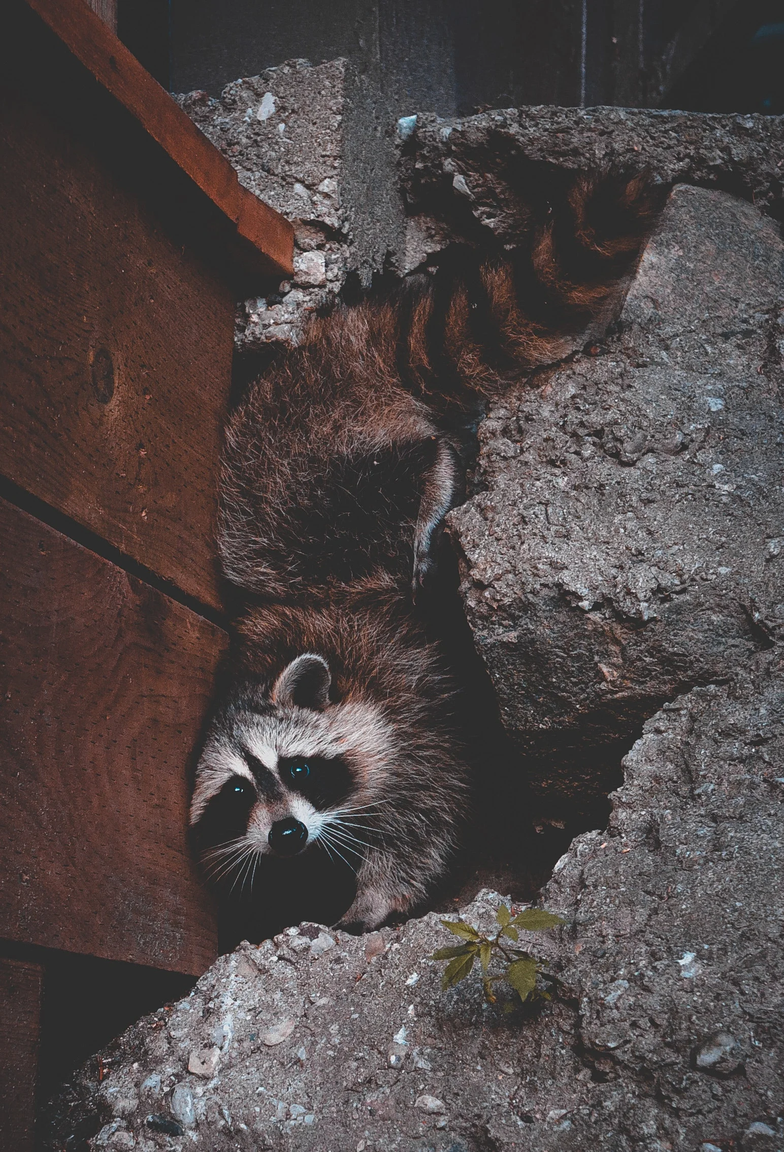 Wildlife and Rodent Services