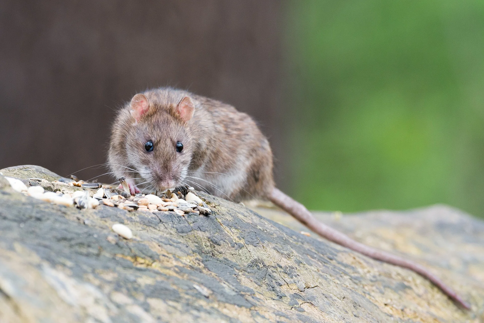ARE YOU HEARING THE PITTER-PATTER OF LITTLE FEET AT NIGHT?