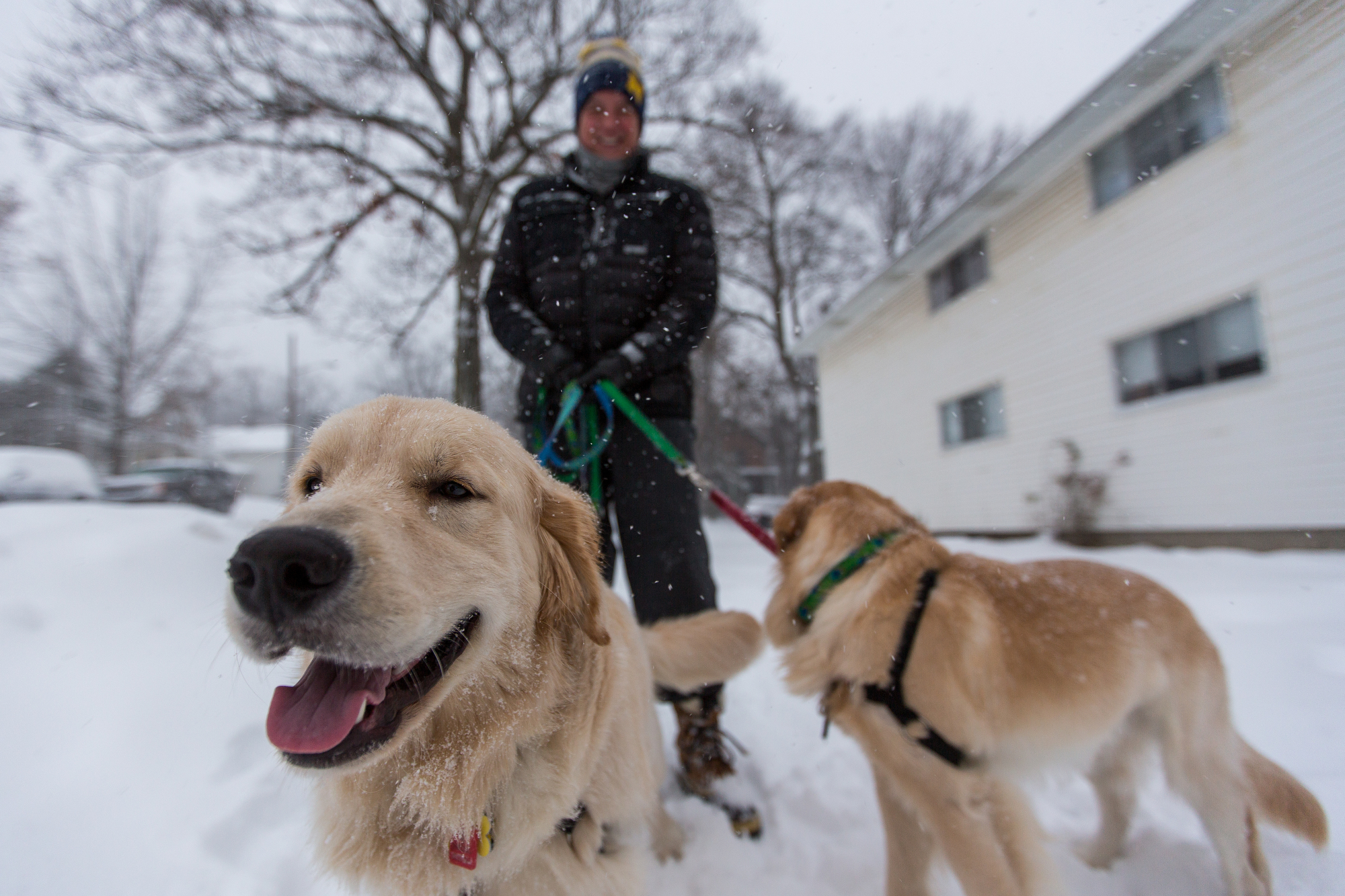  Hal Chrisman walks Ollie, 9 months, left and Oslo, 18 months, along West Mosley Street on Sunday, December 11, 2016. Ann Arbor saw its first significant snowfall on Sunday and a total of 6 to 10 inches is expected by the end of the day. Matt Weigand