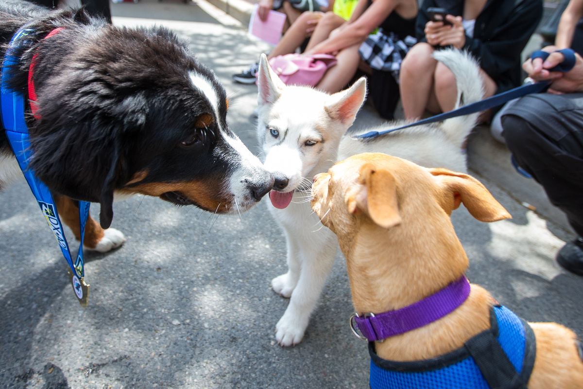  Luke, left, a five-month-old Bernese Mountain Dog, plays with Loki, a ten-month-old Husky and Ruby, a Rat Terrier Lab mix during the Taste of Ann Arbor event on Main Street on Sunday, June 4, 2017. Almost 40 area restaurants came together for the cu