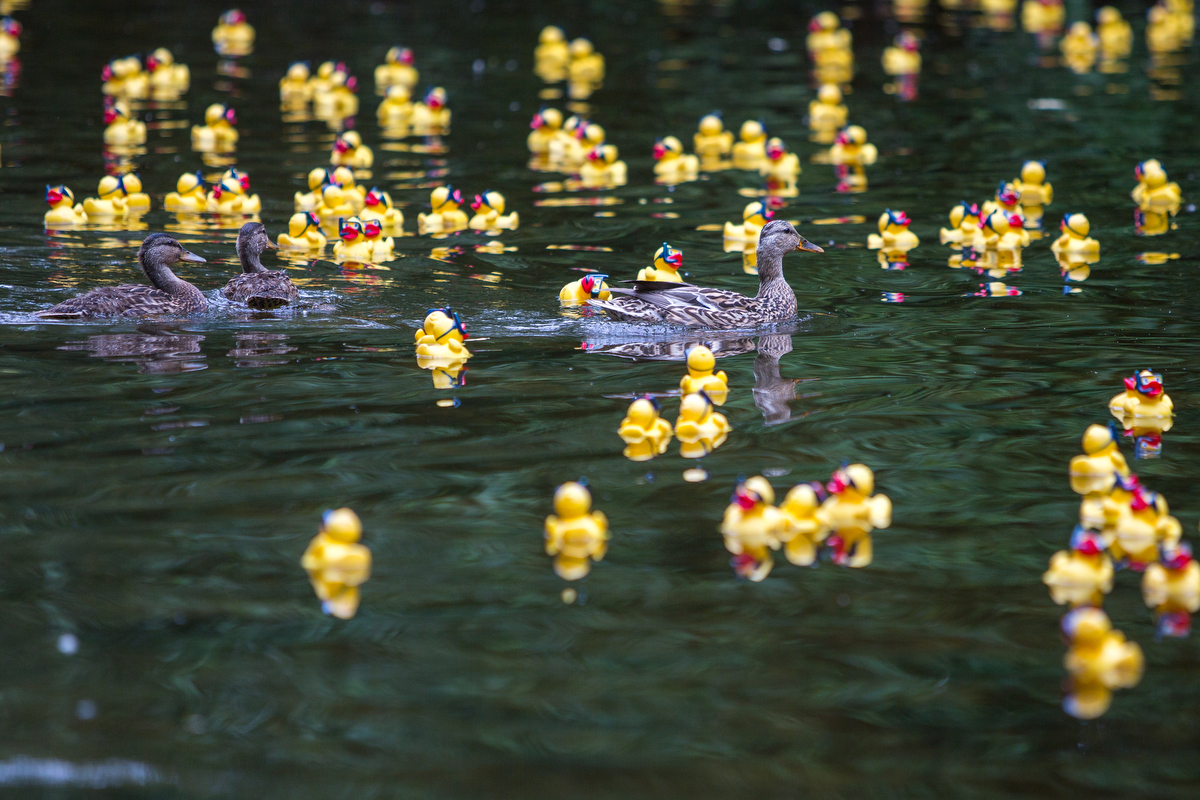  Three ducks swim with rubber ducks as they float down the Huron River at Island Park during the rubber duck dash on Friday, June 16, 2017. The National Kidney Foundation of Michigan hosted the first annual event in order to raise money for their fou