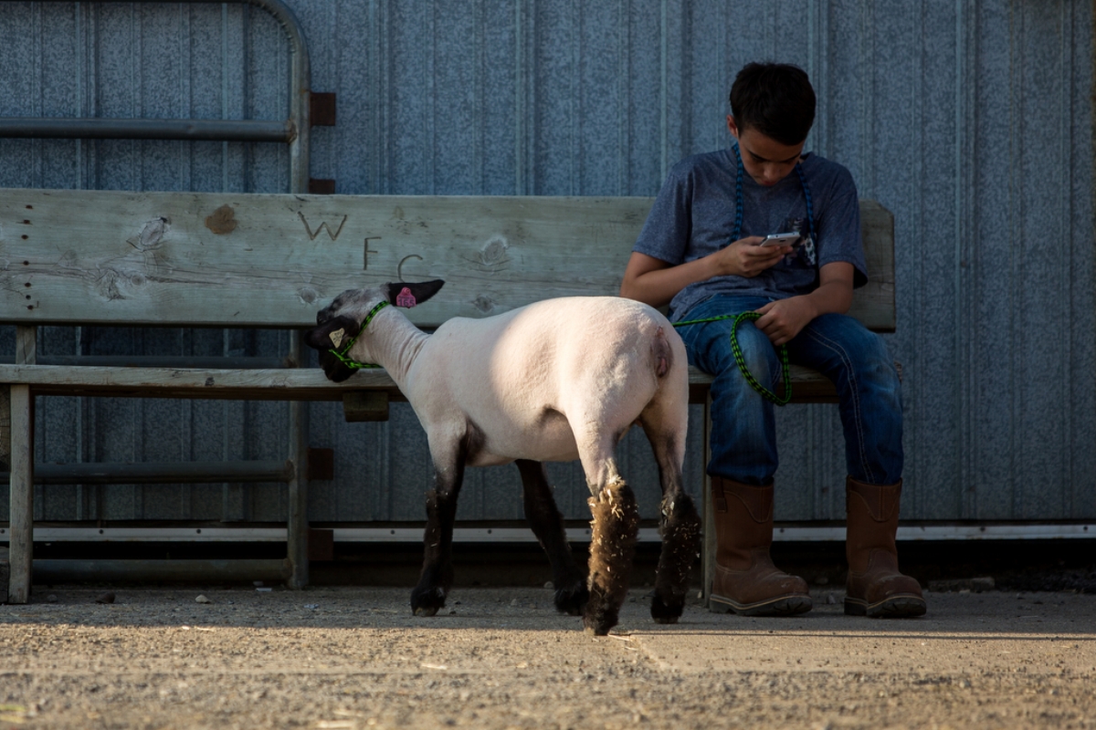  Parker Tungate, 15, sits with his lamb during the 2017 Washtenaw 4-H Youth Show at the Washtenaw Farm Council Grounds on Thursday, July 27, 2017. The show ran from July 22-28. Matt Weigand | The Ann Arbor News 