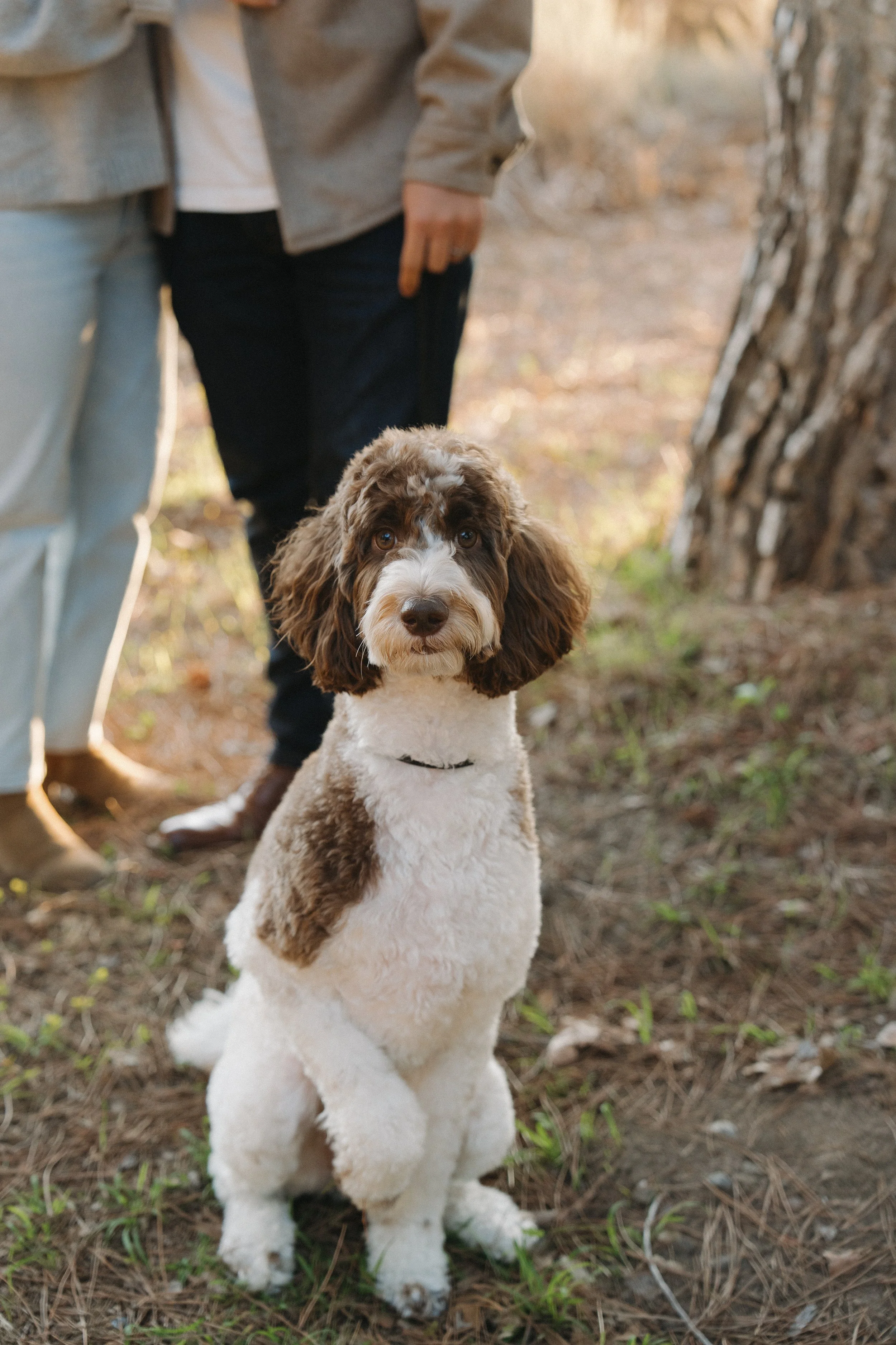 A cute brown and white curly-haired dog sitting outdoors near a tree, with two people standing behind it, in a natural, wooded setting.