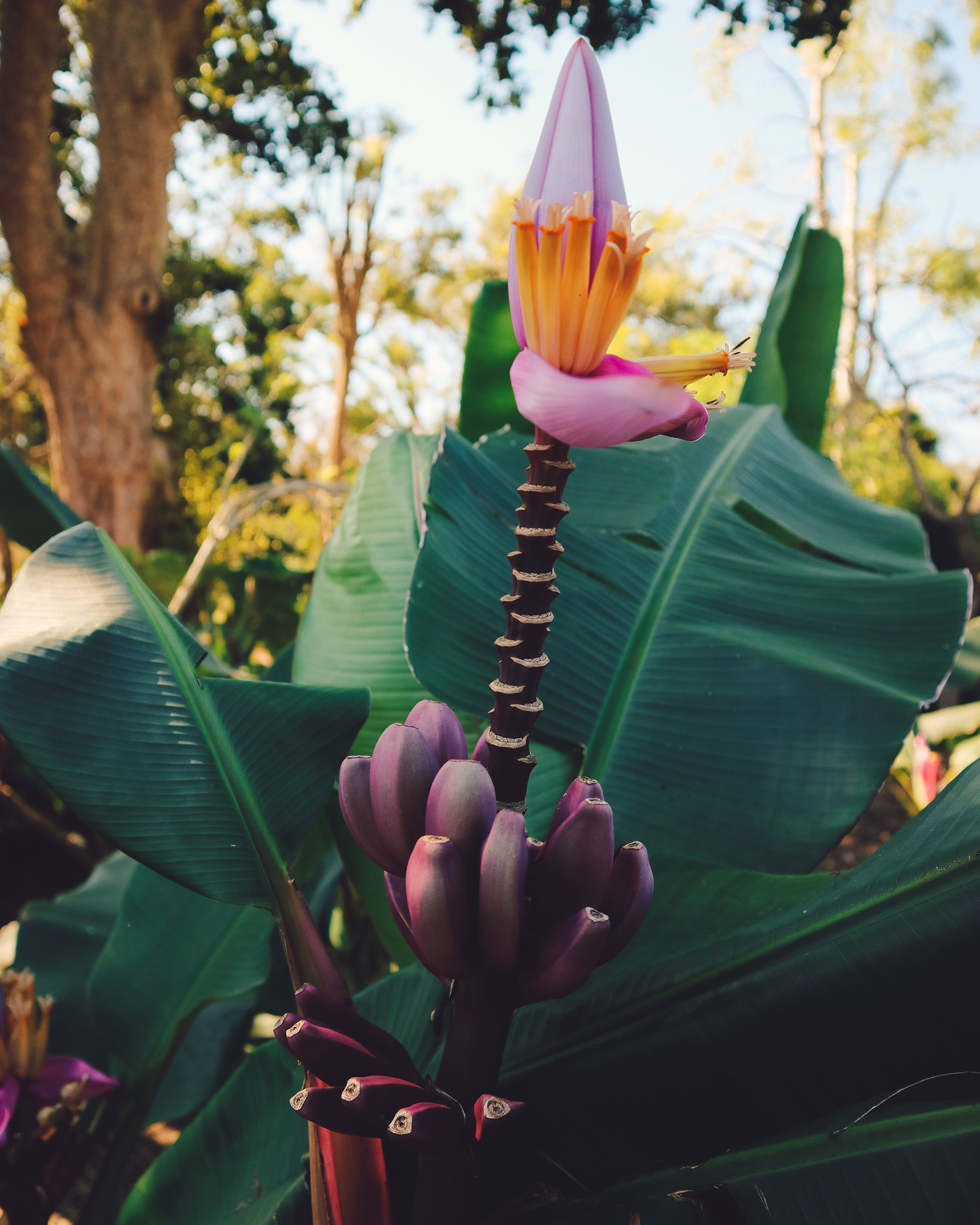 Fairchild-tropical-botanic-garden-4.jpg