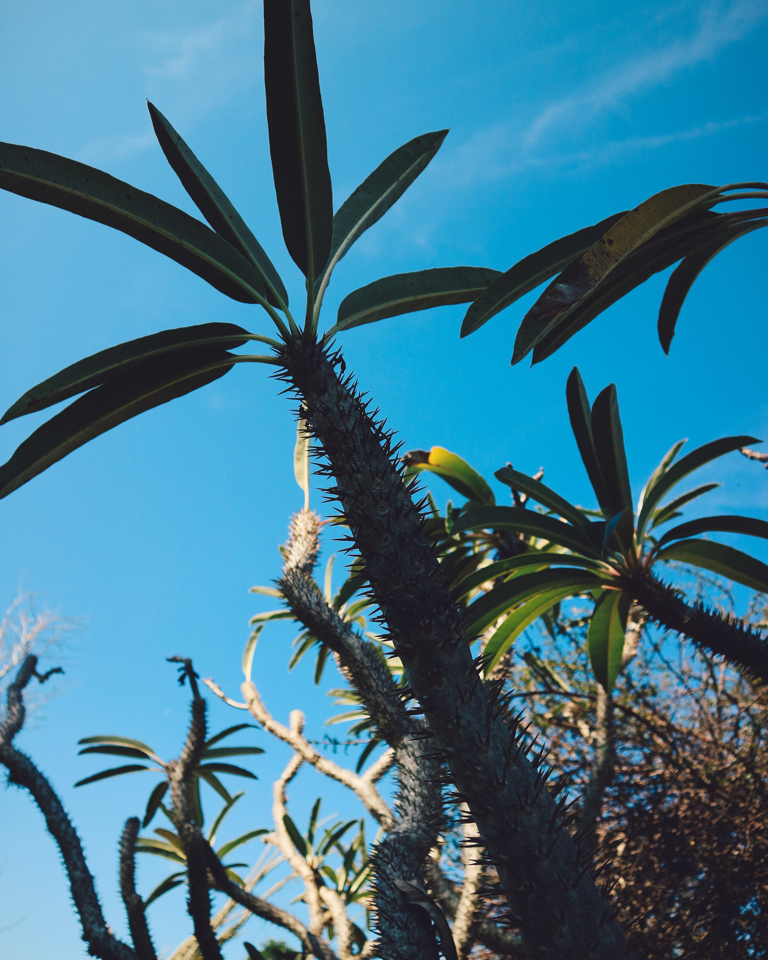 Fairchild-tropical-botanic-garden-5.jpg