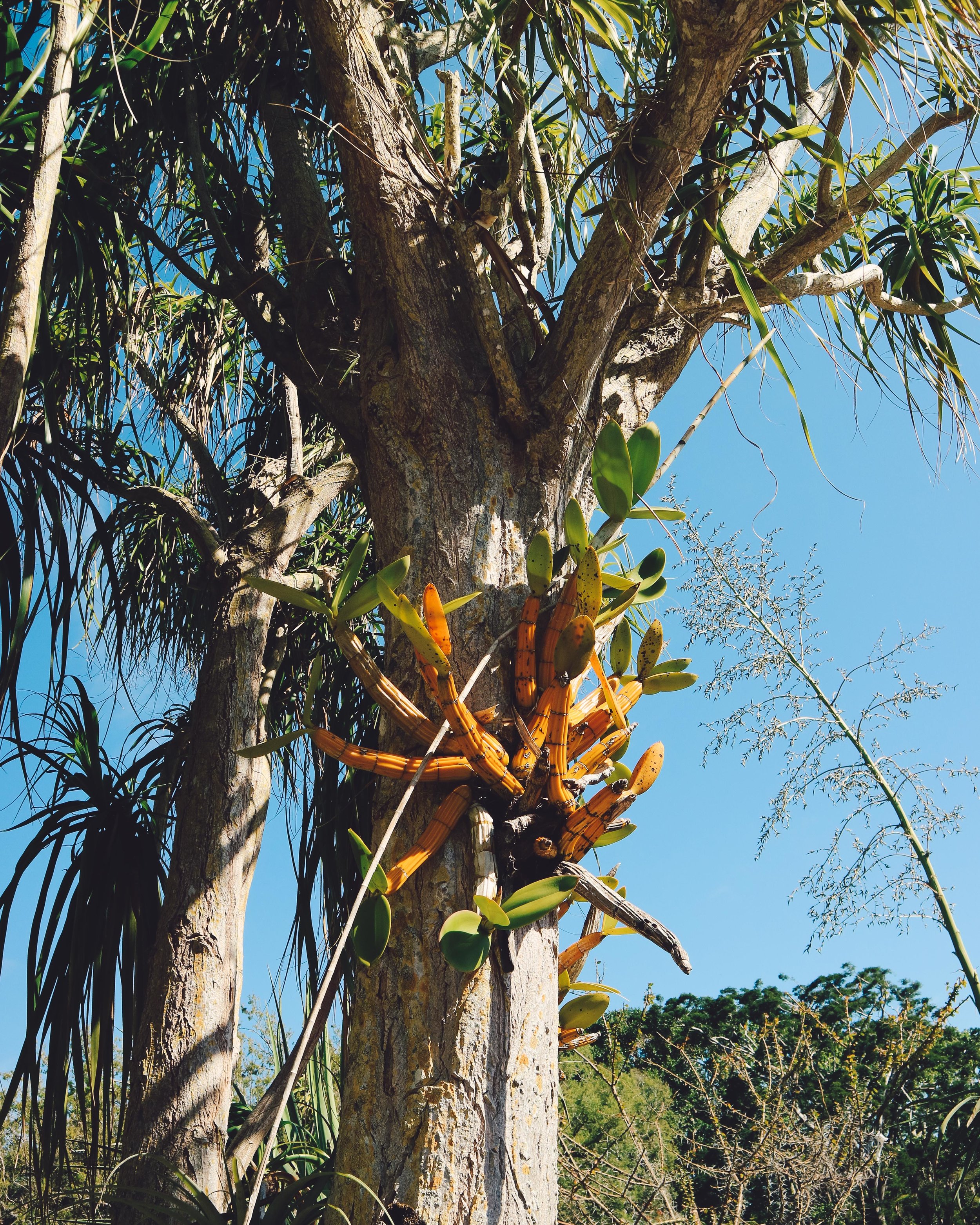 Fairchild-tropical-botanic-garden-10.jpg