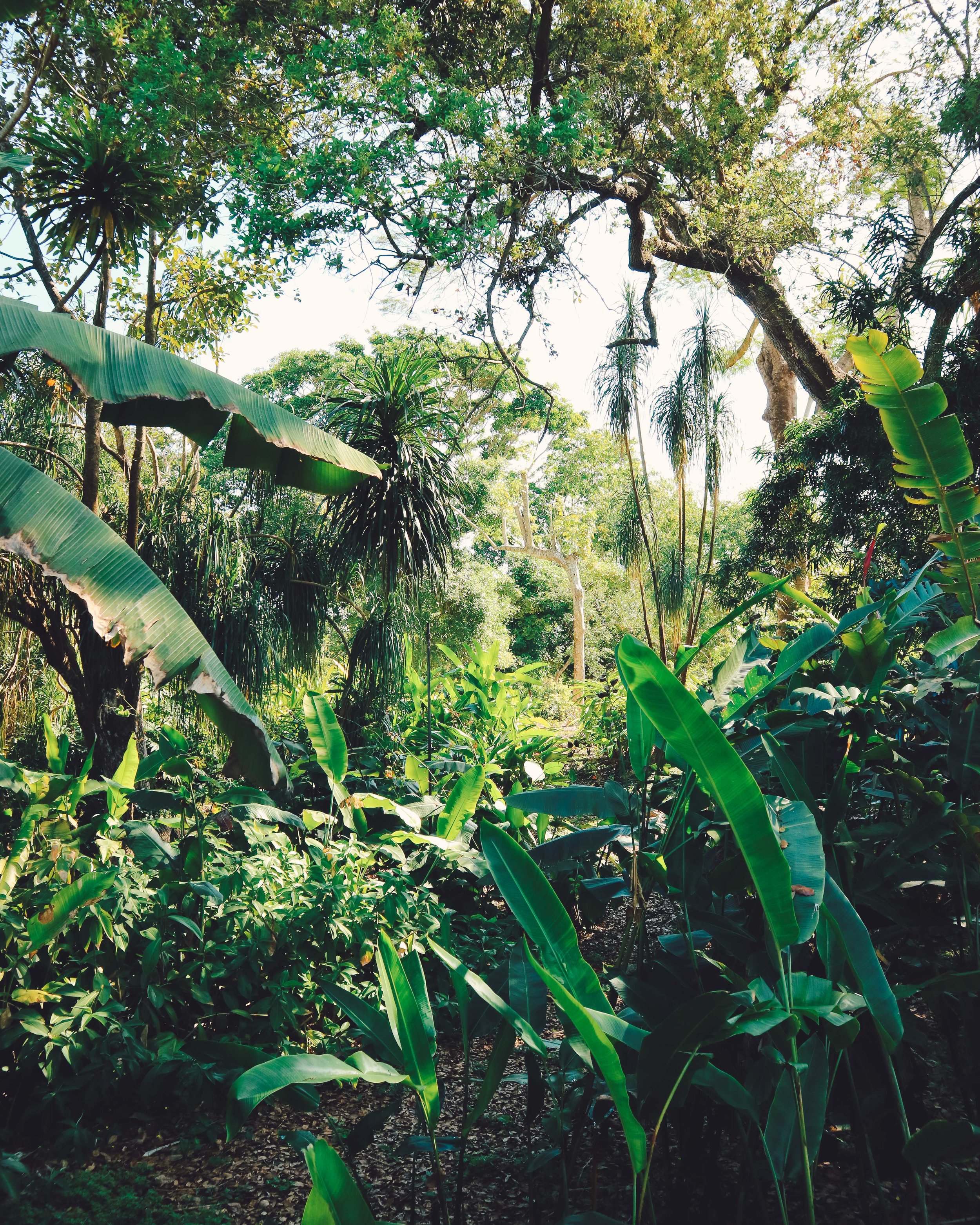 Fairchild-tropical-botanic-garden-18.jpg