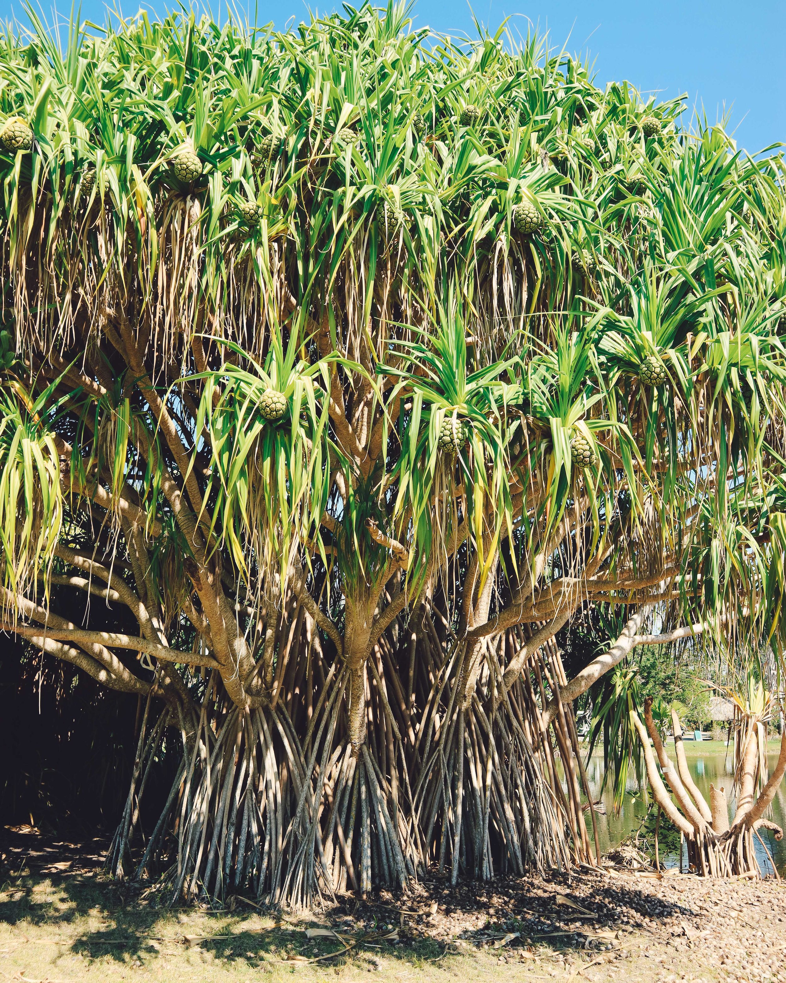 Fairchild-tropical-botanic-garden-29.jpg