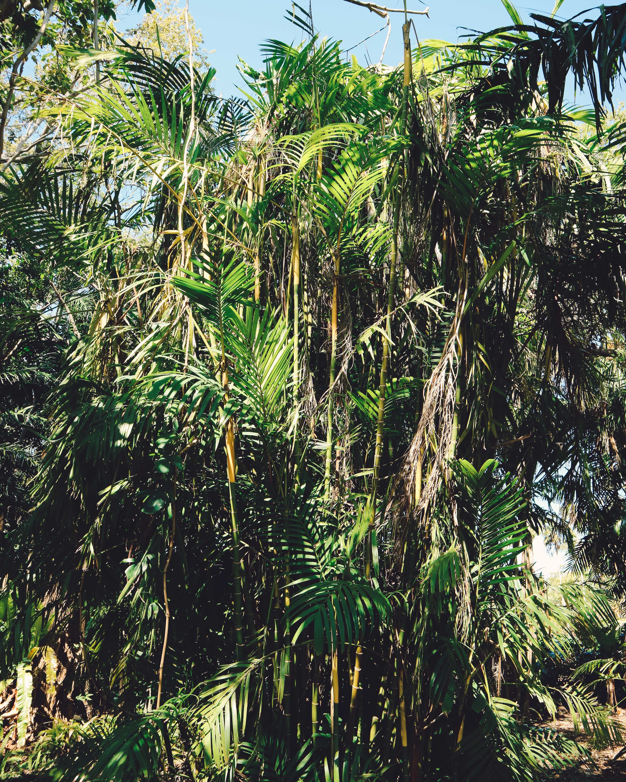Fairchild-tropical-botanic-garden-36.jpg