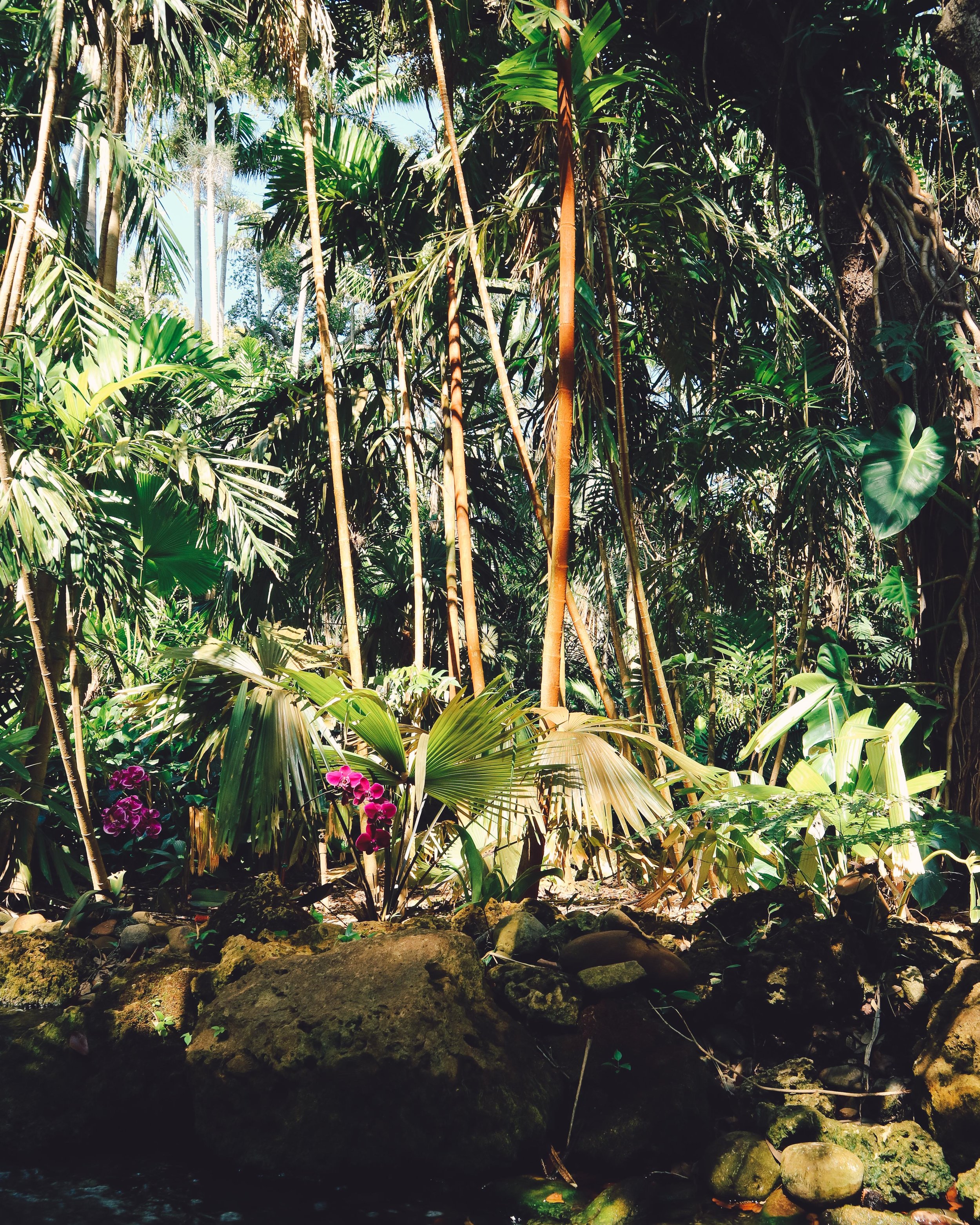 Fairchild-tropical-botanic-garden-39.jpg