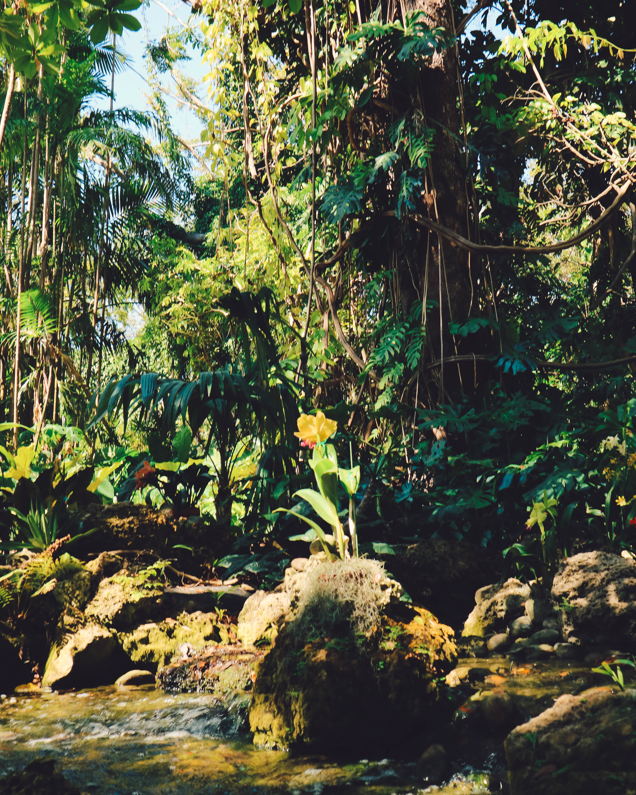 Fairchild-tropical-botanic-garden-42.jpg