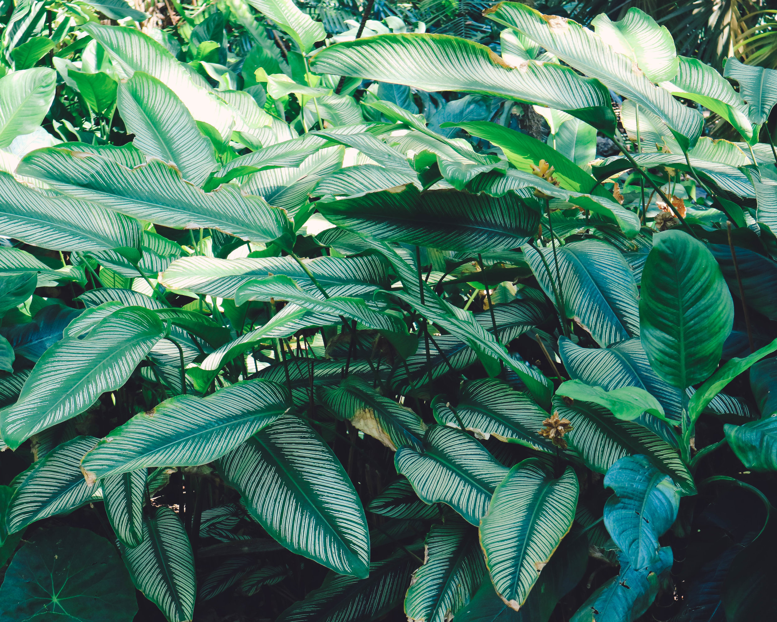 Fairchild-tropical-botanic-garden-43.jpg