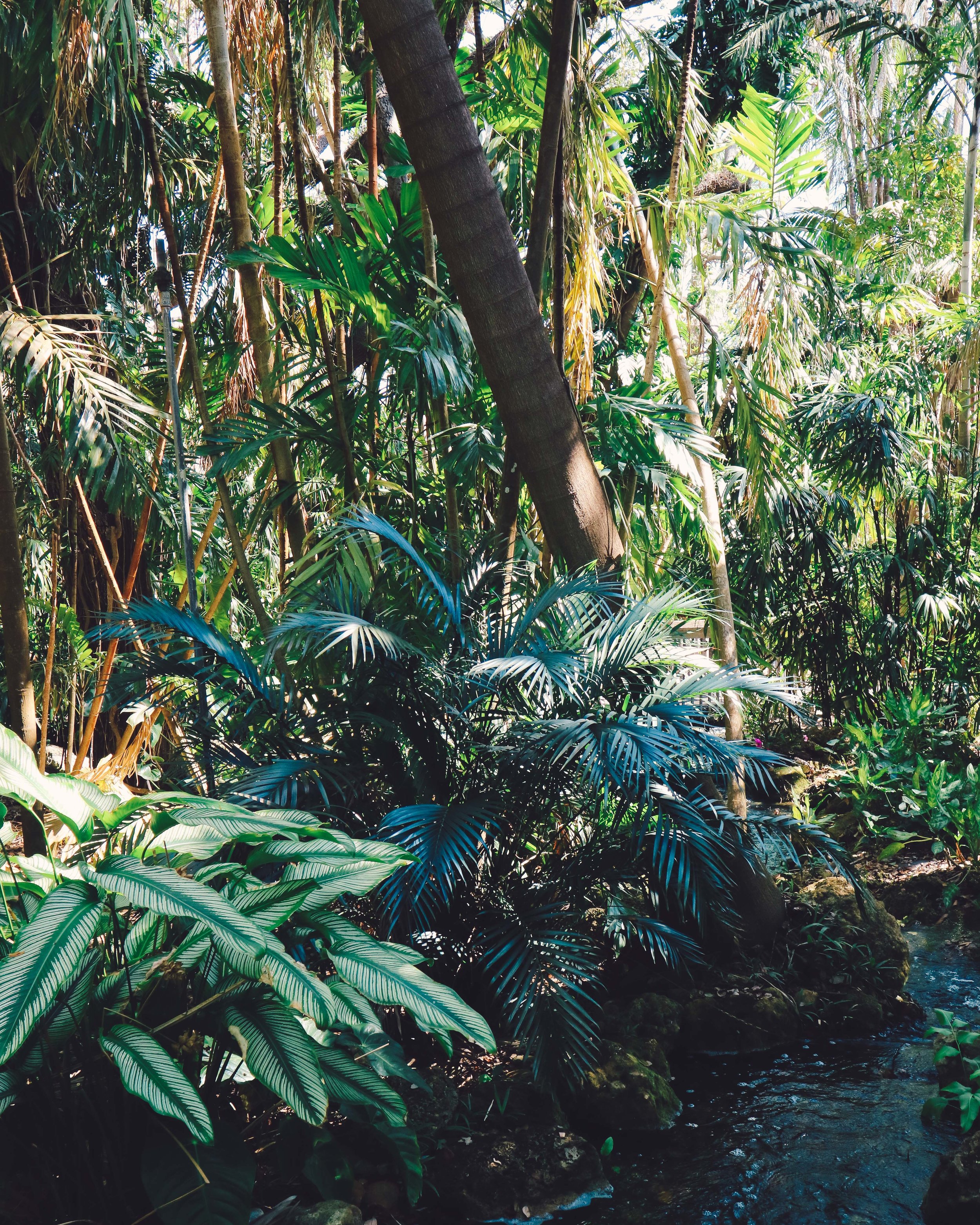 Fairchild-tropical-botanic-garden-44.jpg