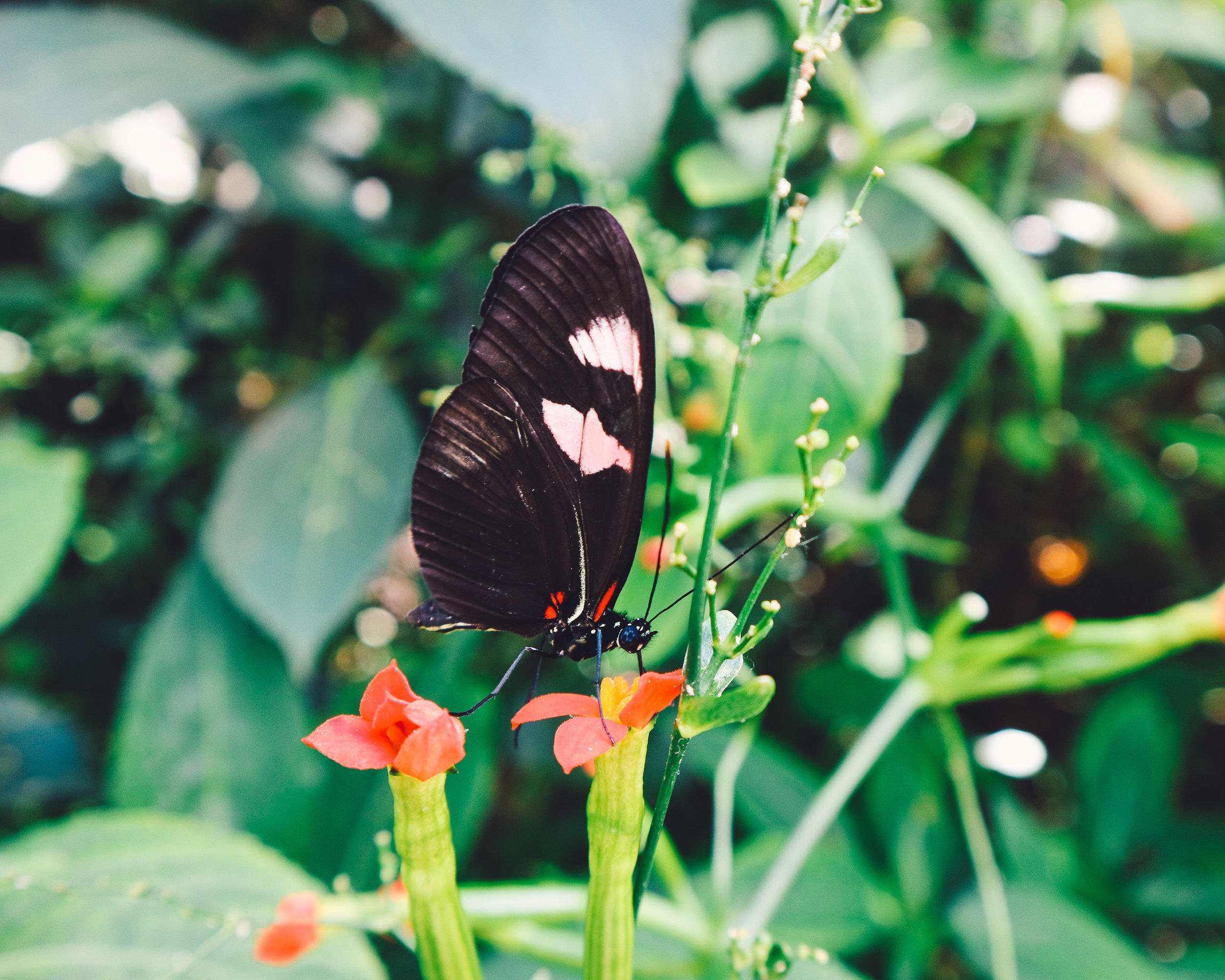 Fairchild-tropical-botanic-garden-55.jpg