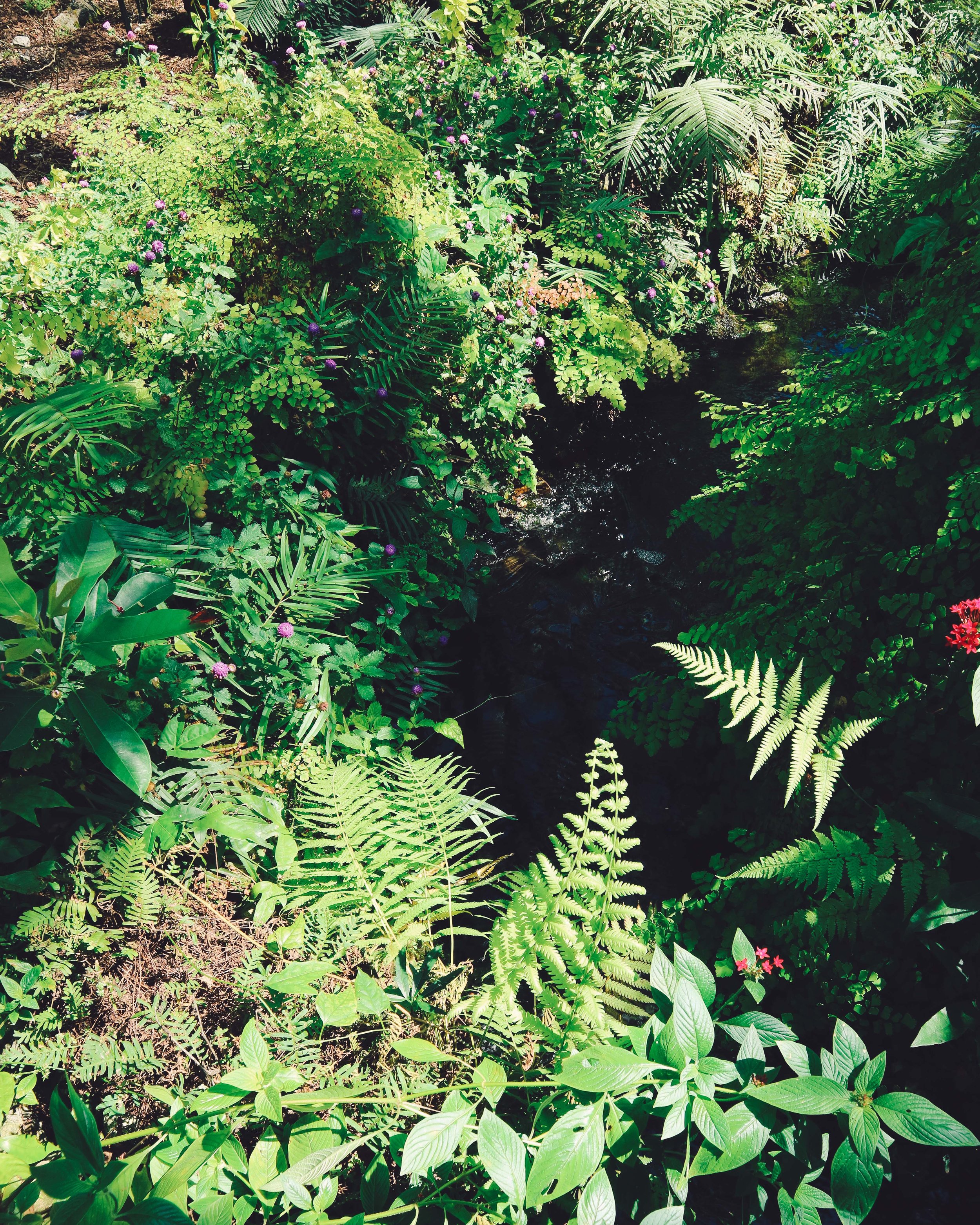 Fairchild-tropical-botanic-garden-61.jpg