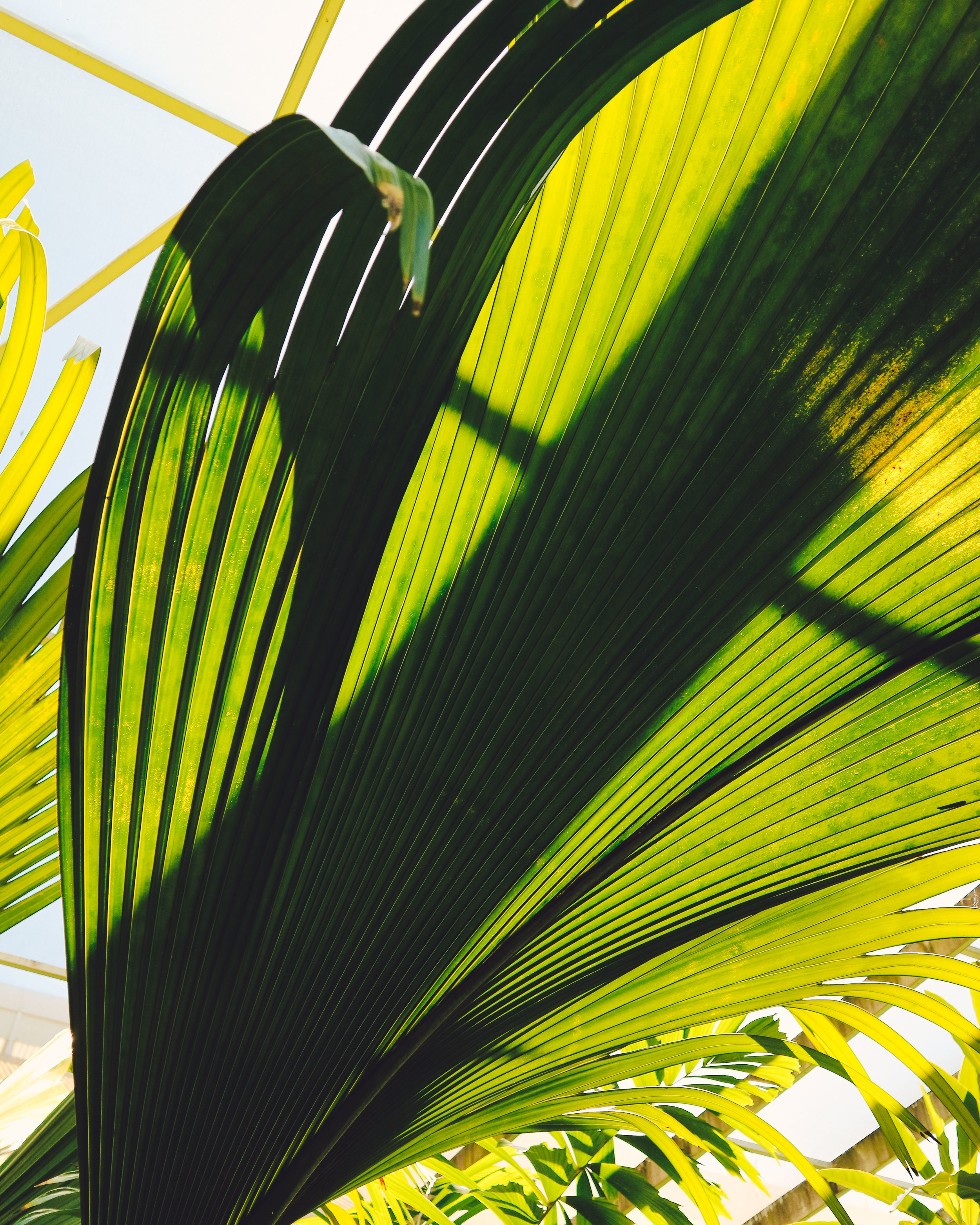 Fairchild-tropical-botanic-garden-63.jpg