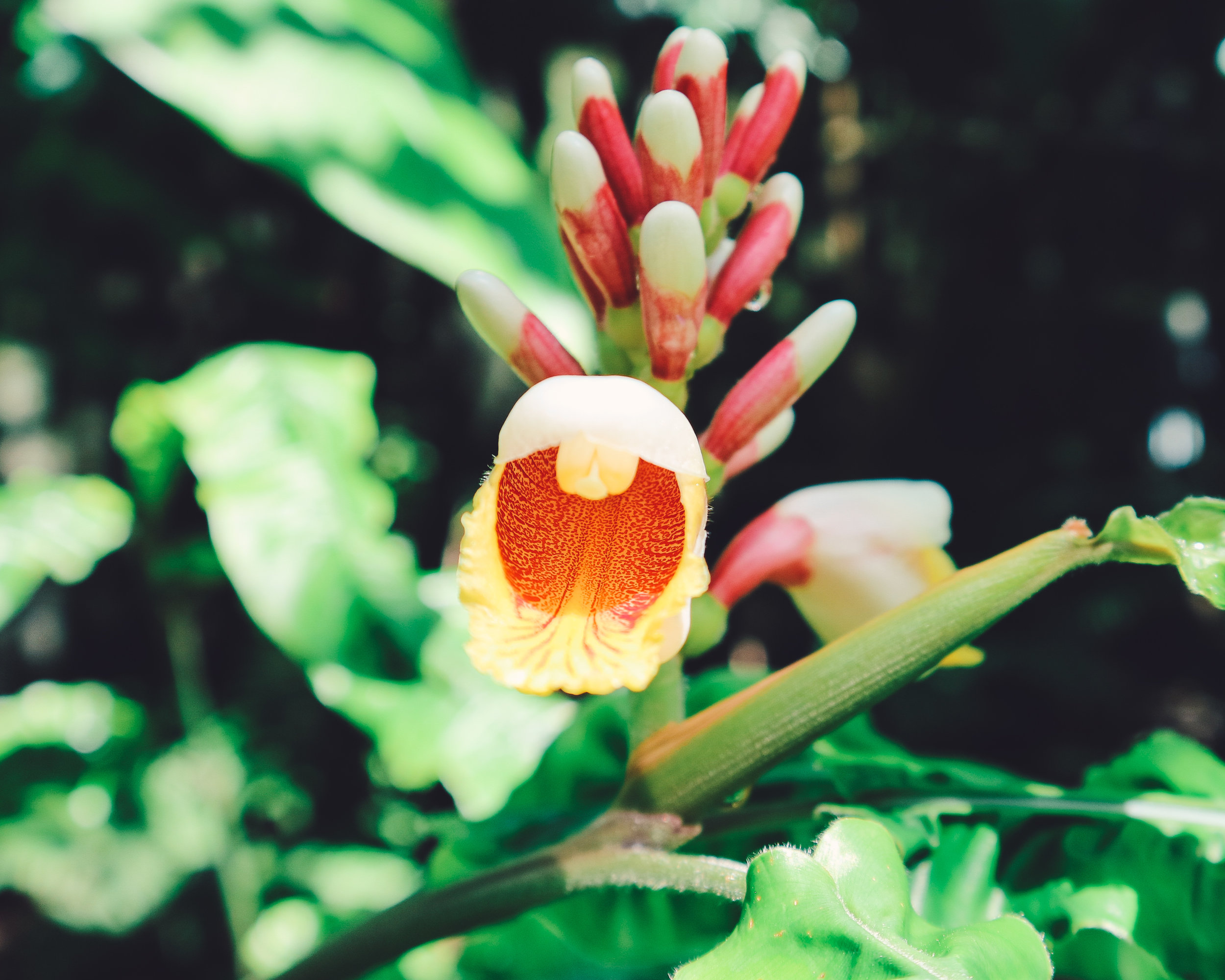 Fairchild-tropical-botanic-garden-68.jpg