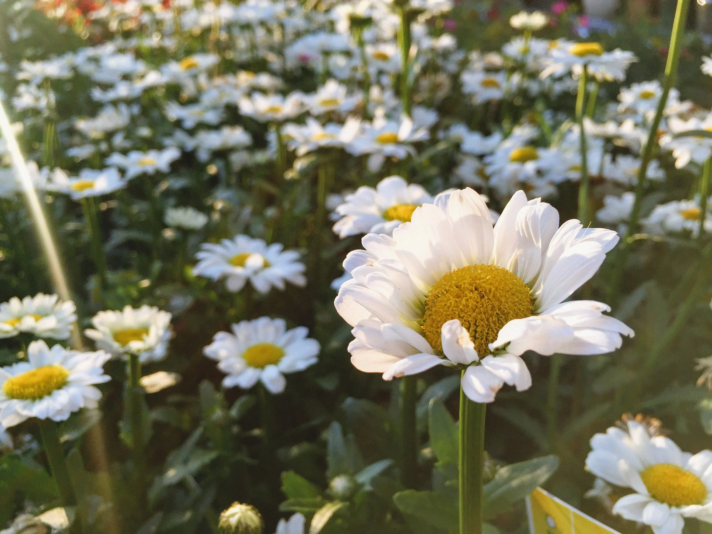fields of wildflowers