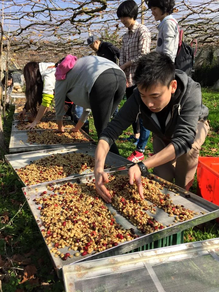 Coffee Estate Visiting in Taiwan 