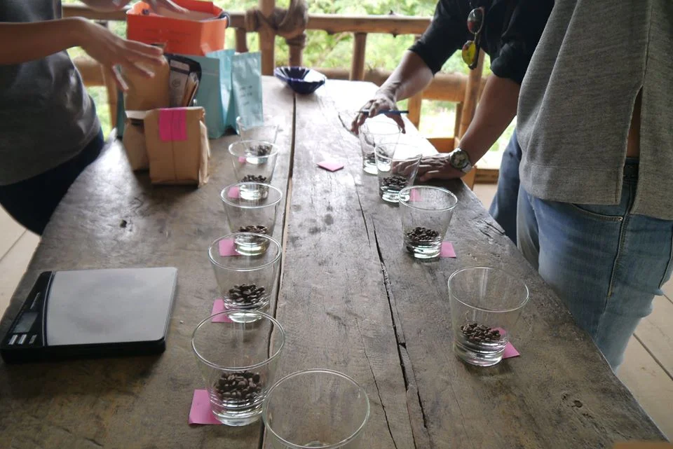 Coffee Plantation Visit in Chiang Rai 