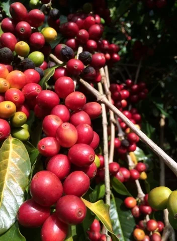Our Barista Flo and Lina's journey to Thailand 