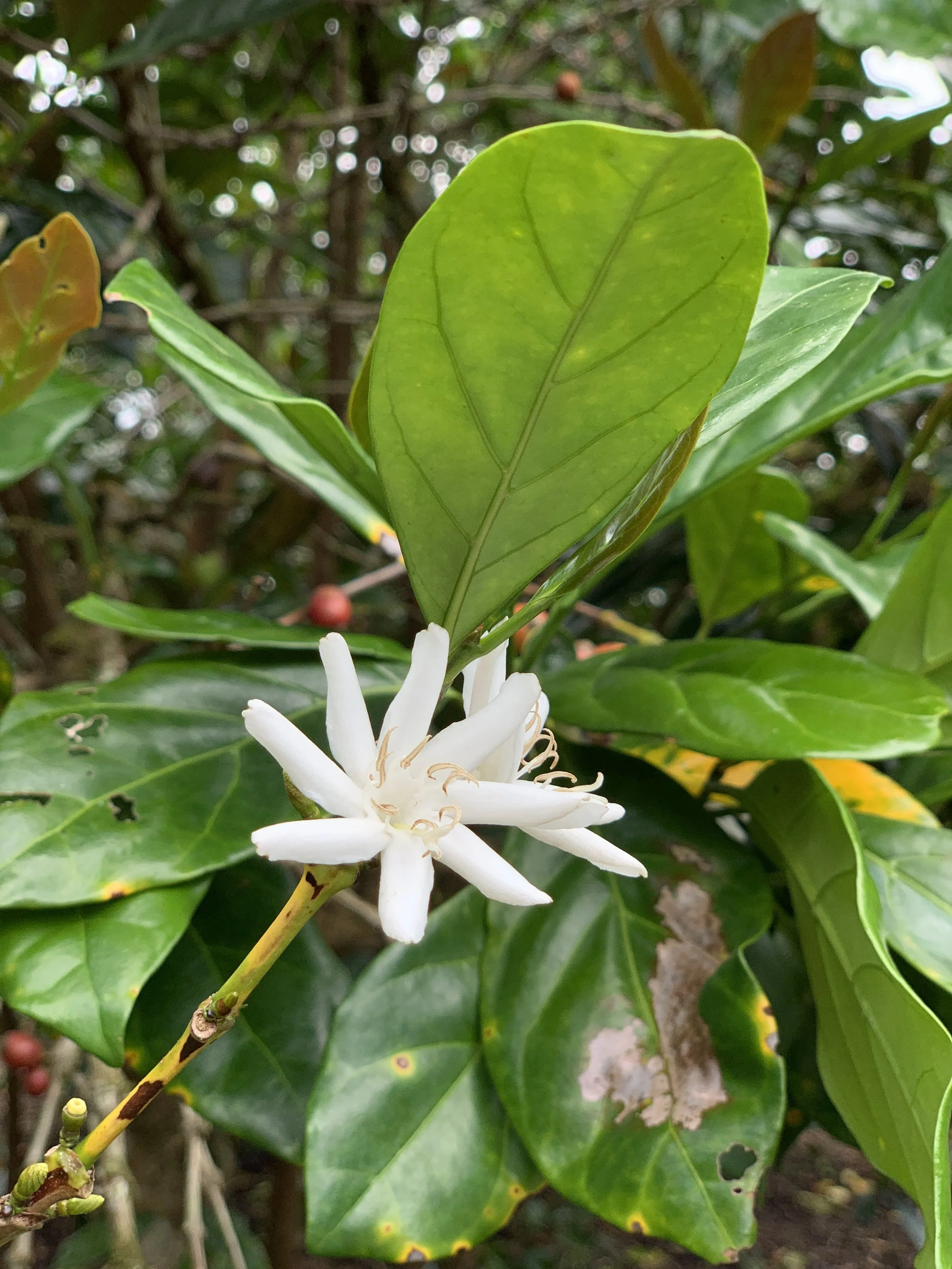 First Coffeologist Meeting in Malaysia 