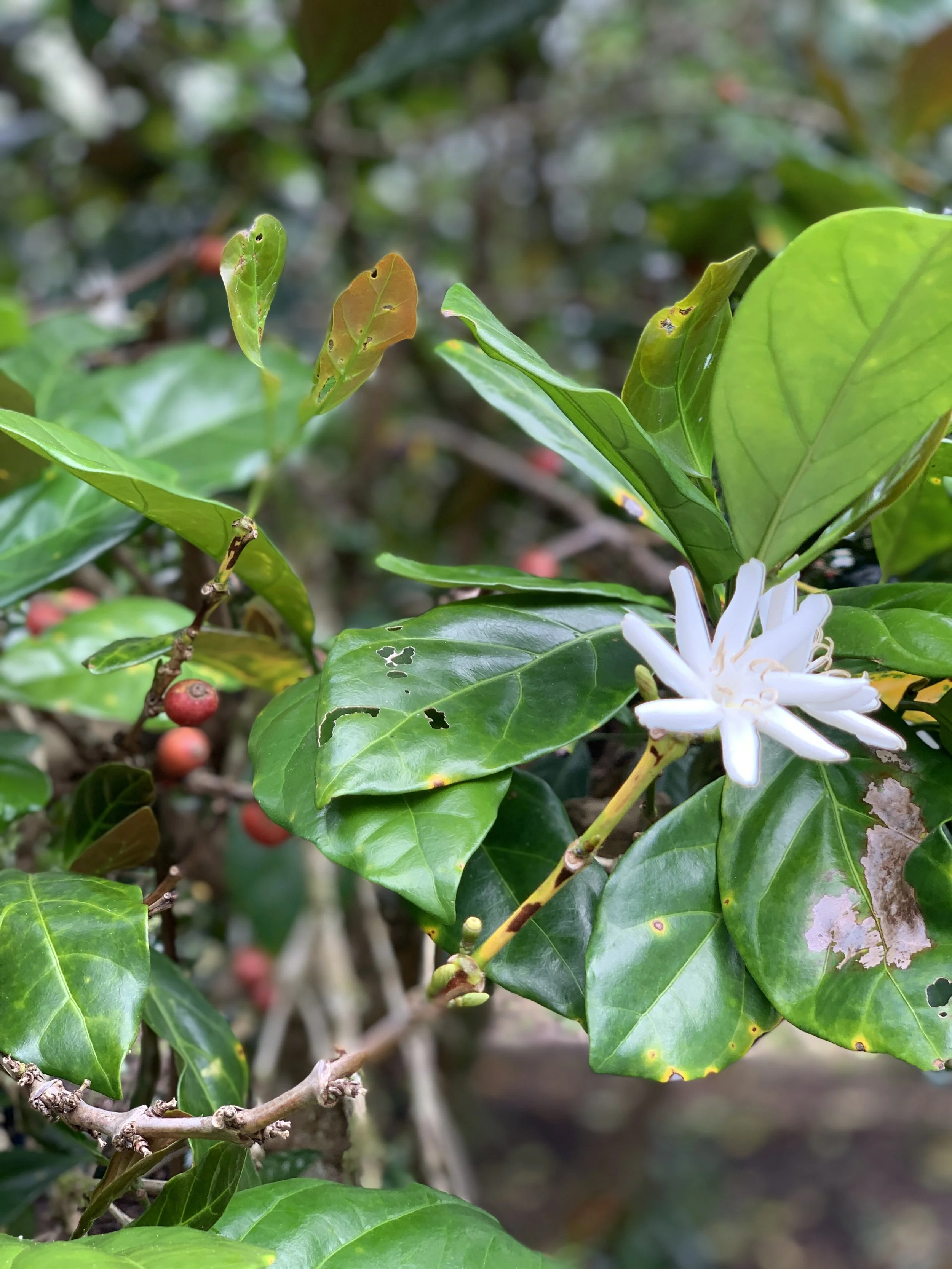 Aromatic Liberica Blossom.