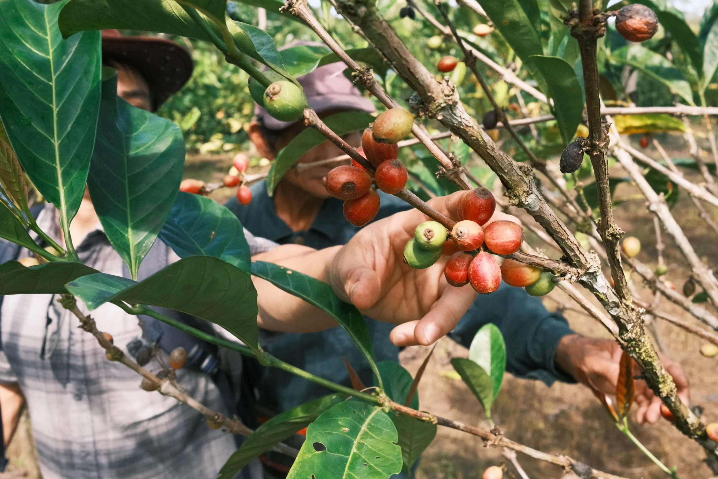 Earthlings' Coffee Farm Trip to Bario and Long Banga