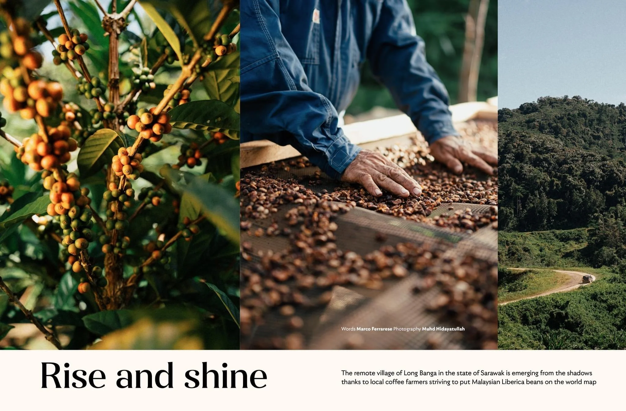 The Story of Long Banga Liberica featured in MAS Going Places Magazine