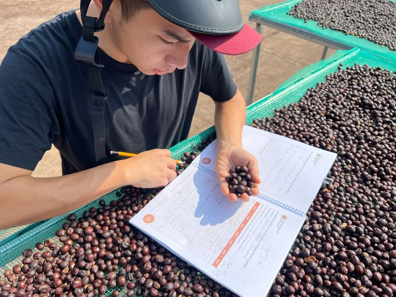 Embarking on Quality Enhancement: A Strategic Approach to Liberica Coffee Processing