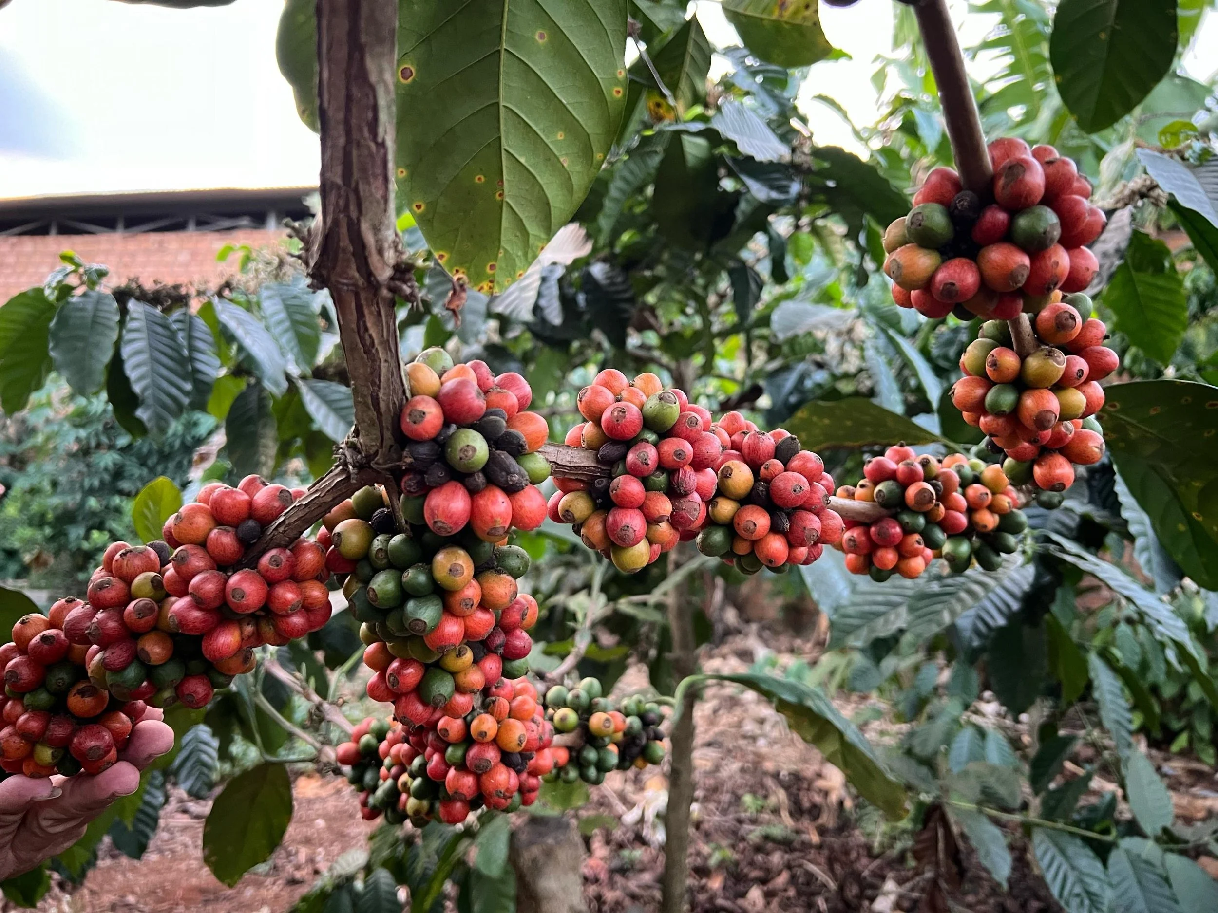 Exploring the Richness of Excelsa Coffee: A Deep Dive into Genetic Variants