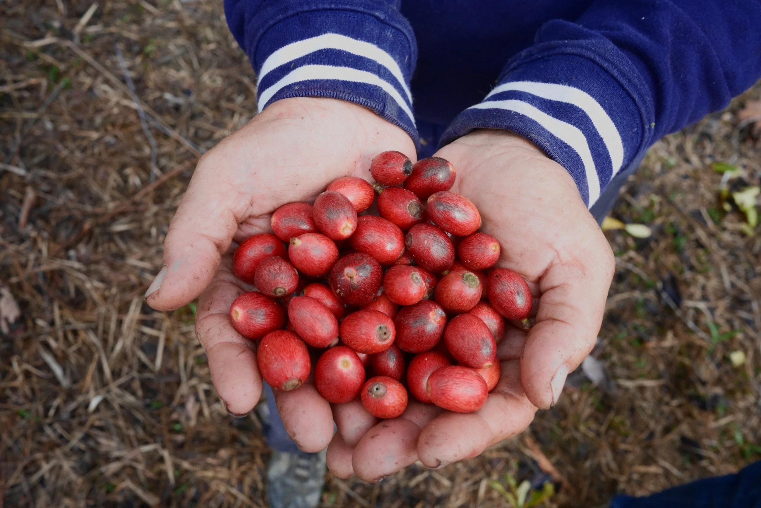 Could the Seeds in My Bag Change the Future of  Borneo Coffee ?