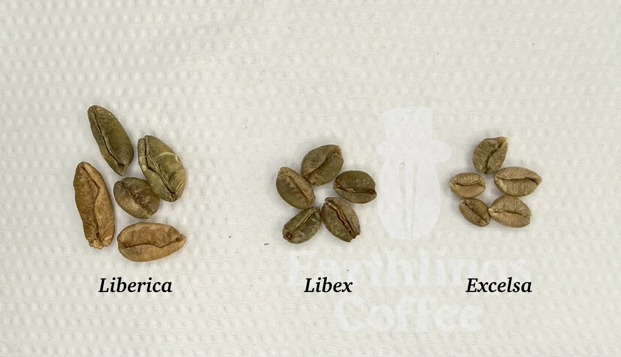 Libex_Liberica_Coffee_Research_Kew_Earthlings_Sarawak_9.jpg