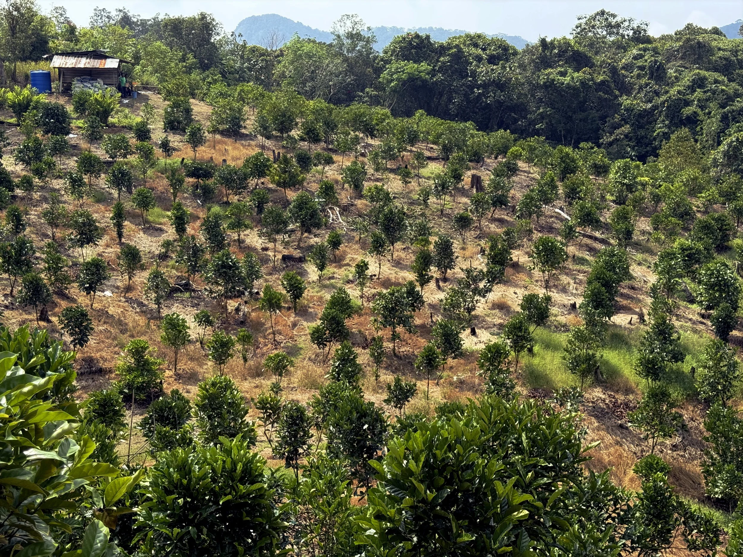 Libex_Liberica_Coffee_Research_Kew_Earthlings_Sarawak_15.jpg