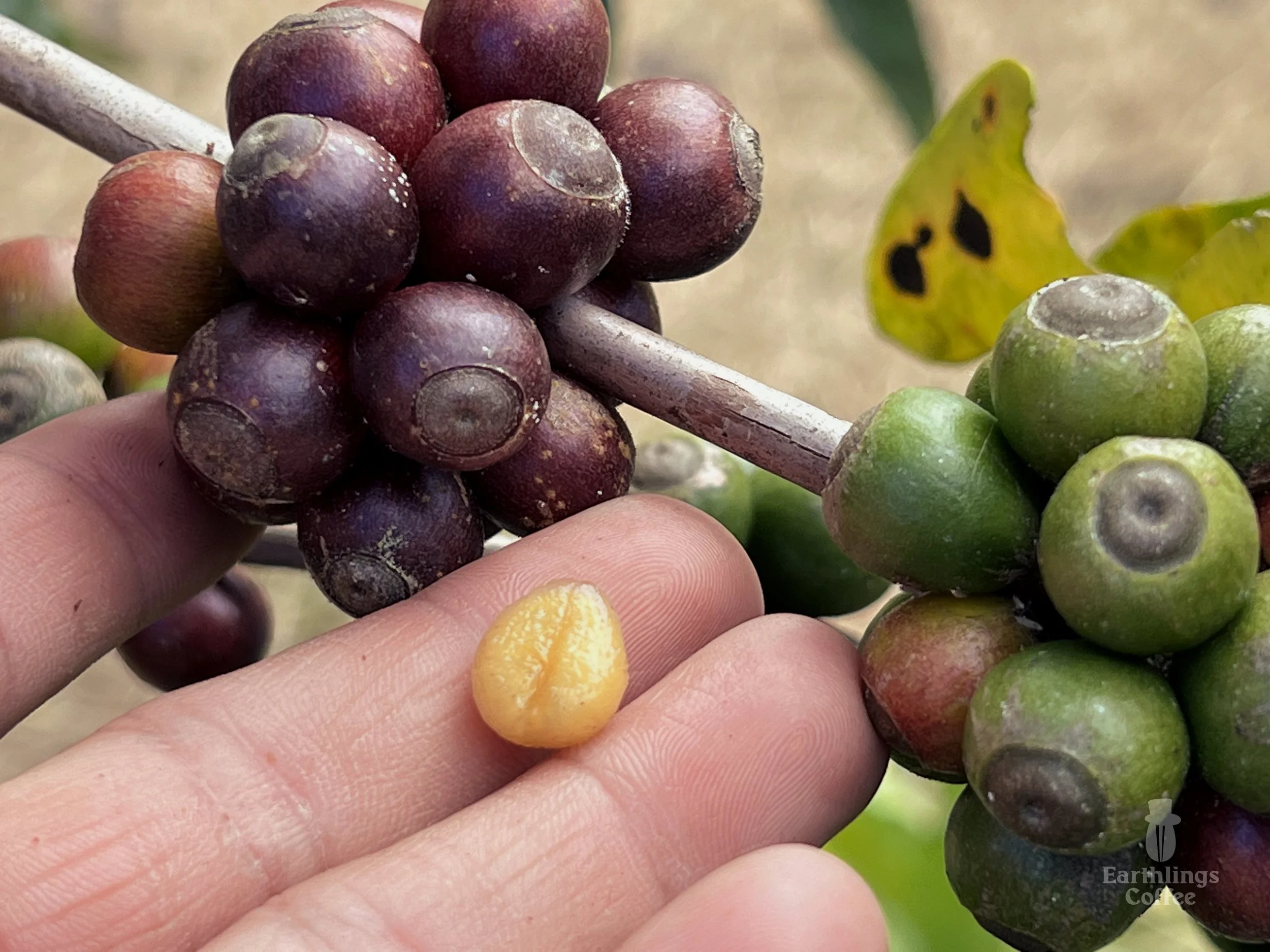 Libex_Liberica_Coffee_Research_Kew_Earthlings_Sarawak_1.jpg