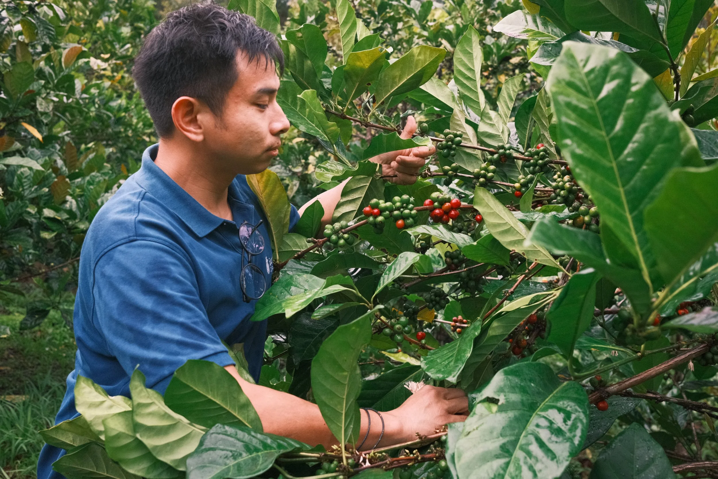 Libex_Liberica_Coffee_Research_Kew_Earthlings_Sarawak_14.jpeg