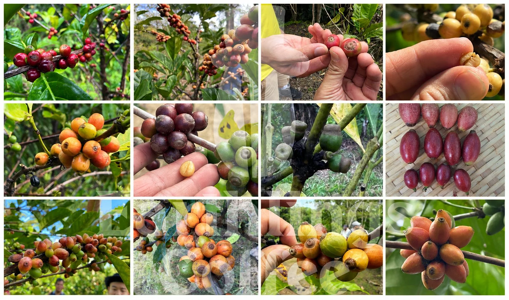 Libex_Liberica_Coffee_Research_Kew_Earthlings_Sarawak_2.jpg