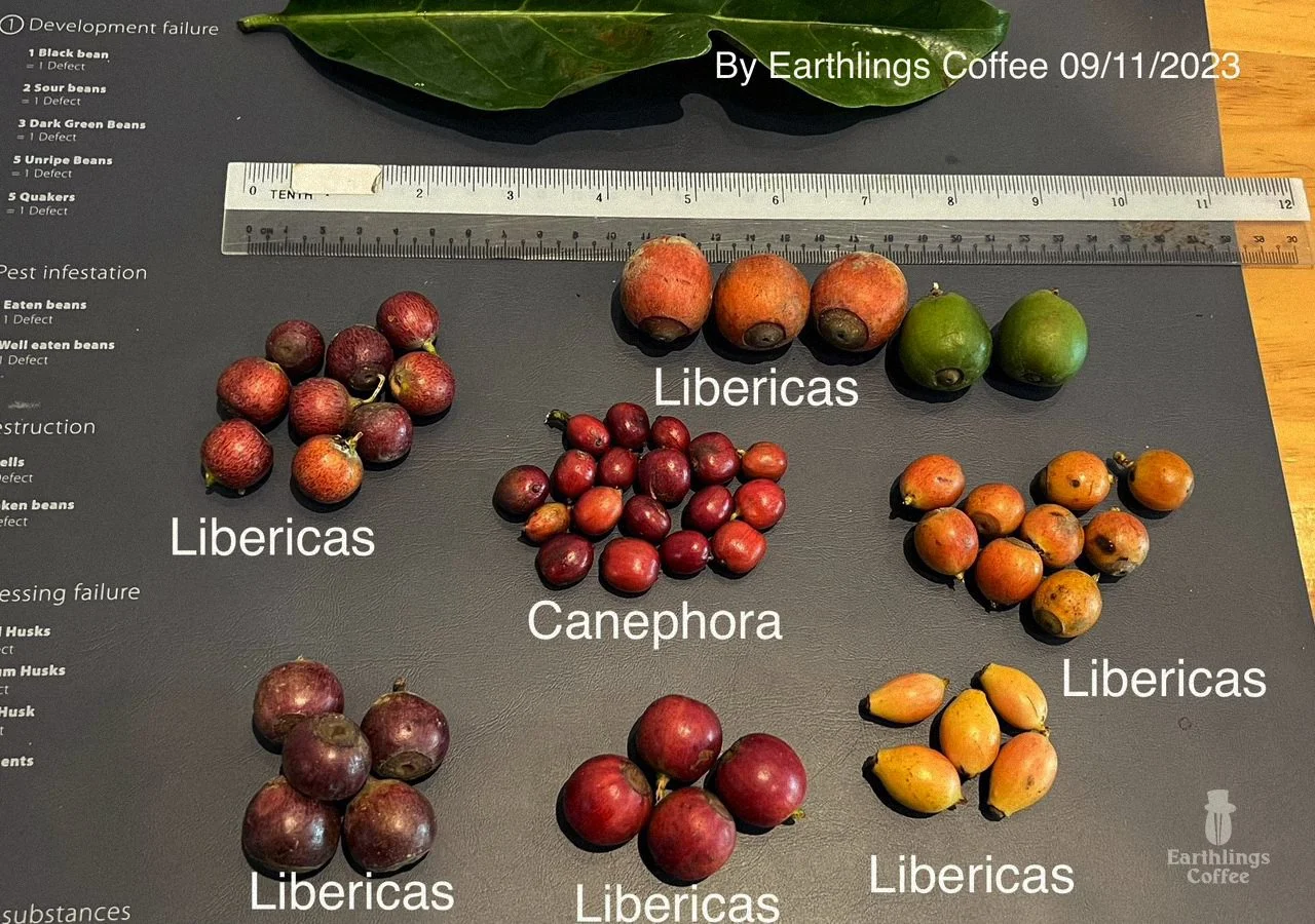 Libex_Liberica_Coffee_Research_Kew_Earthlings_Sarawak_21.jpg