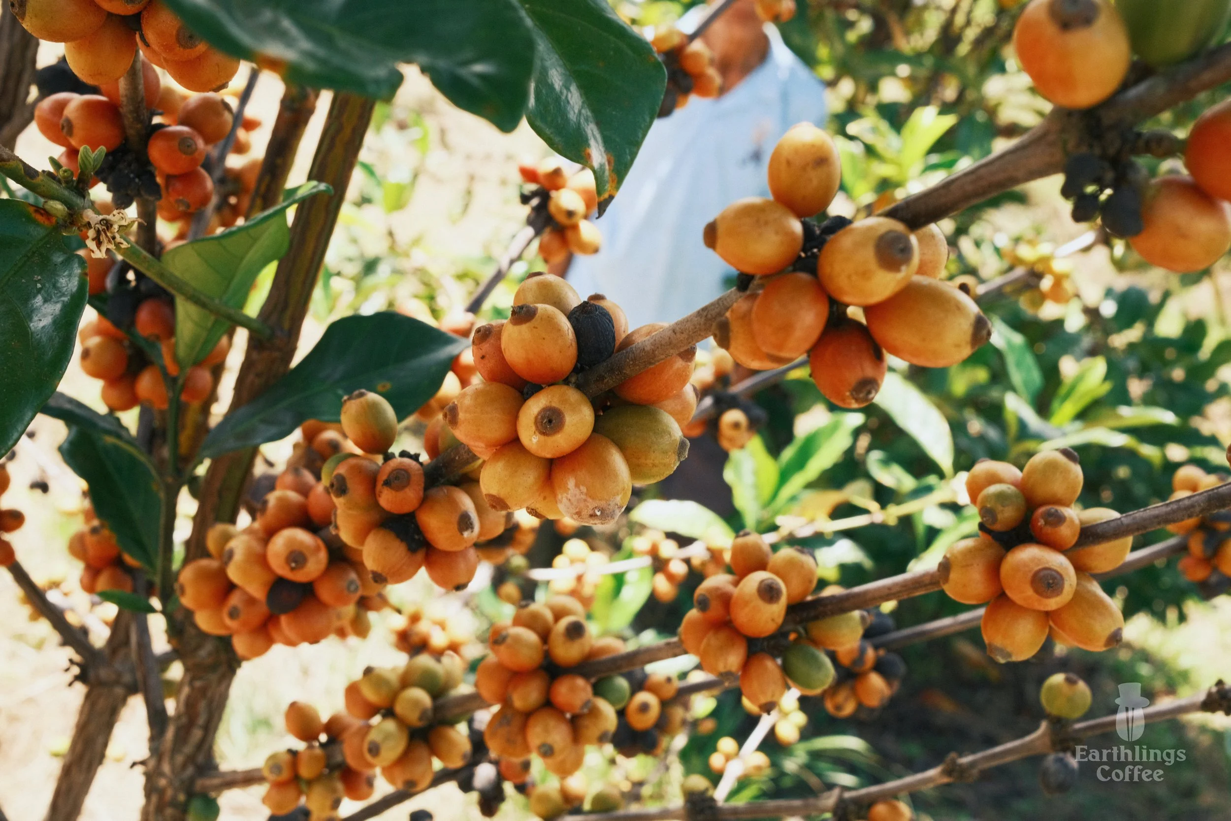 Libex_Liberica_Coffee_Research_Kew_Earthlings_Sarawak_29.jpg