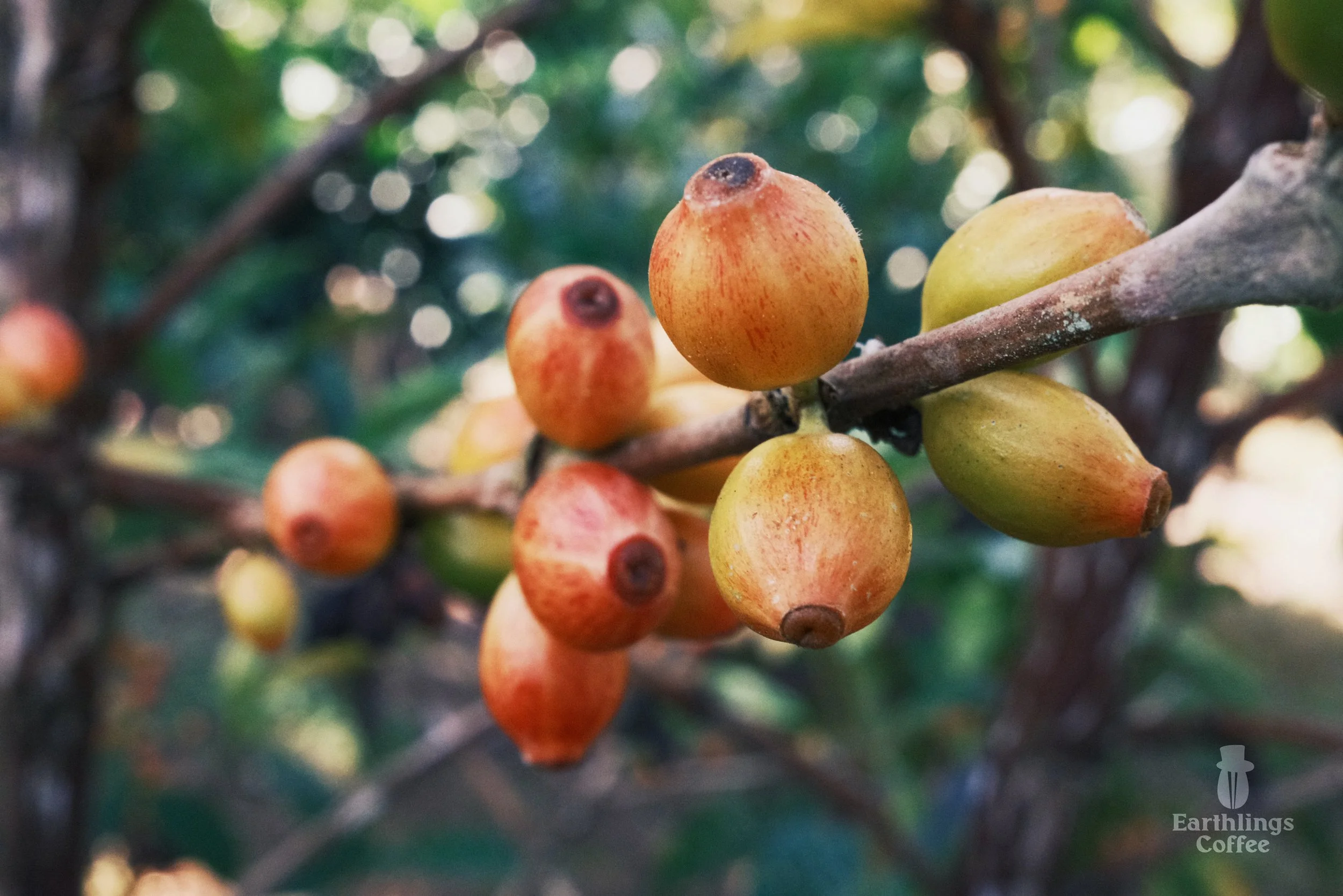 Libex_Liberica_Coffee_Research_Kew_Earthlings_Sarawak_pear_shape.jpg